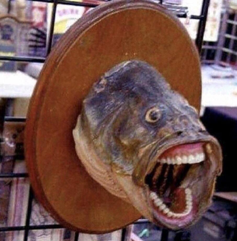 Cursed fish cursedimages