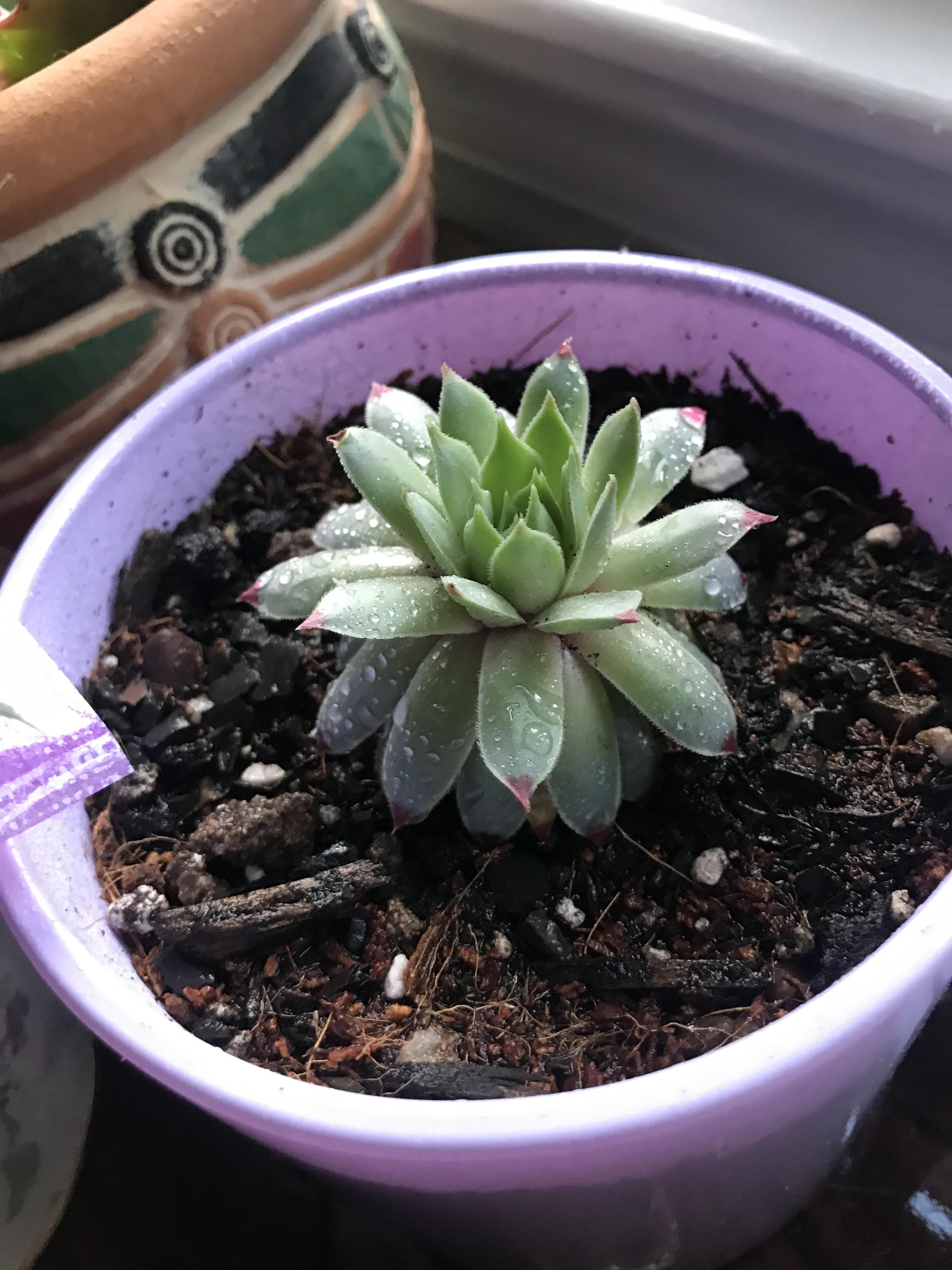 Why is the bottom layer of my succulents drooping down? The bottom