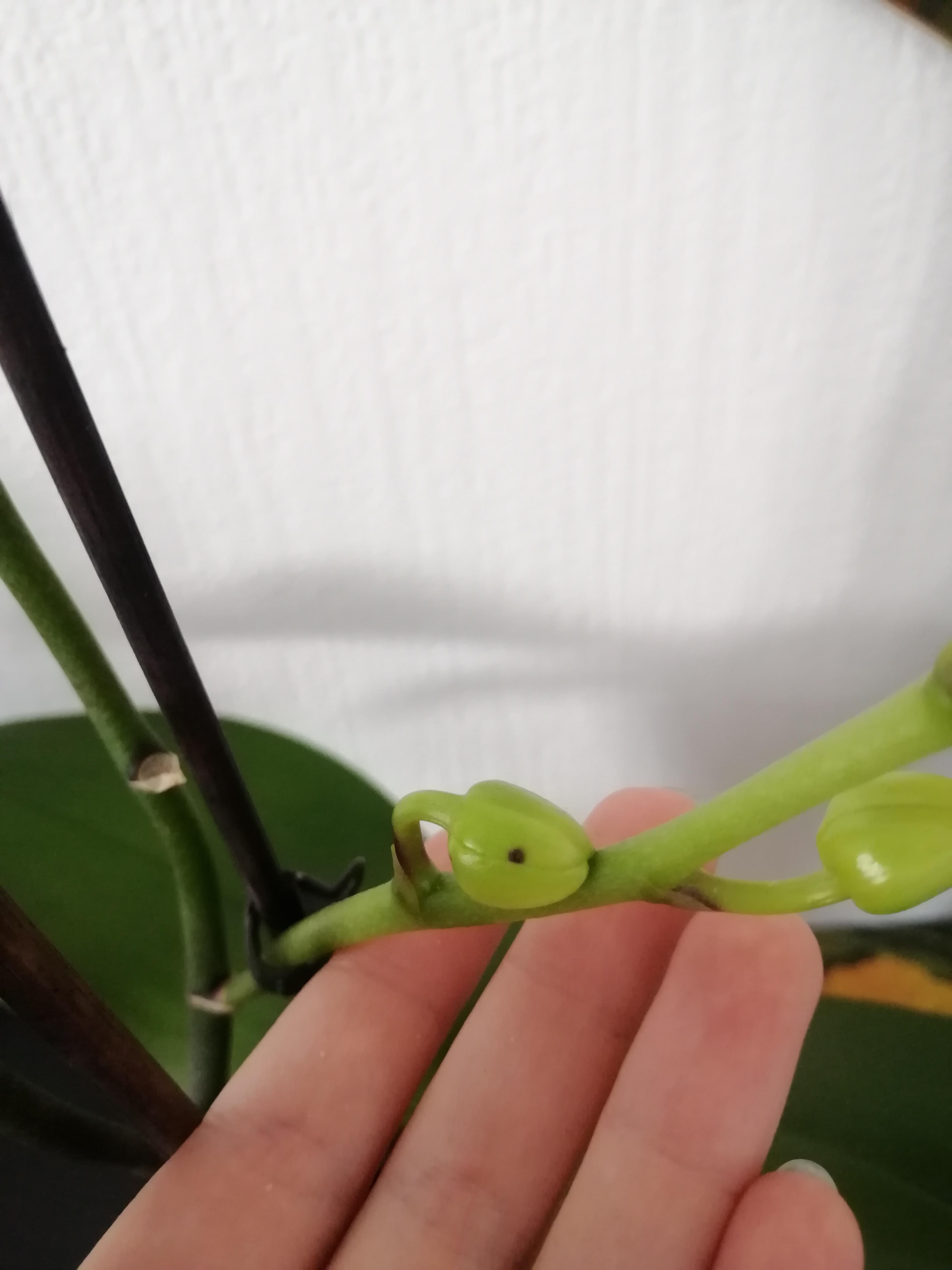 Black Spots On Orchid Flowers