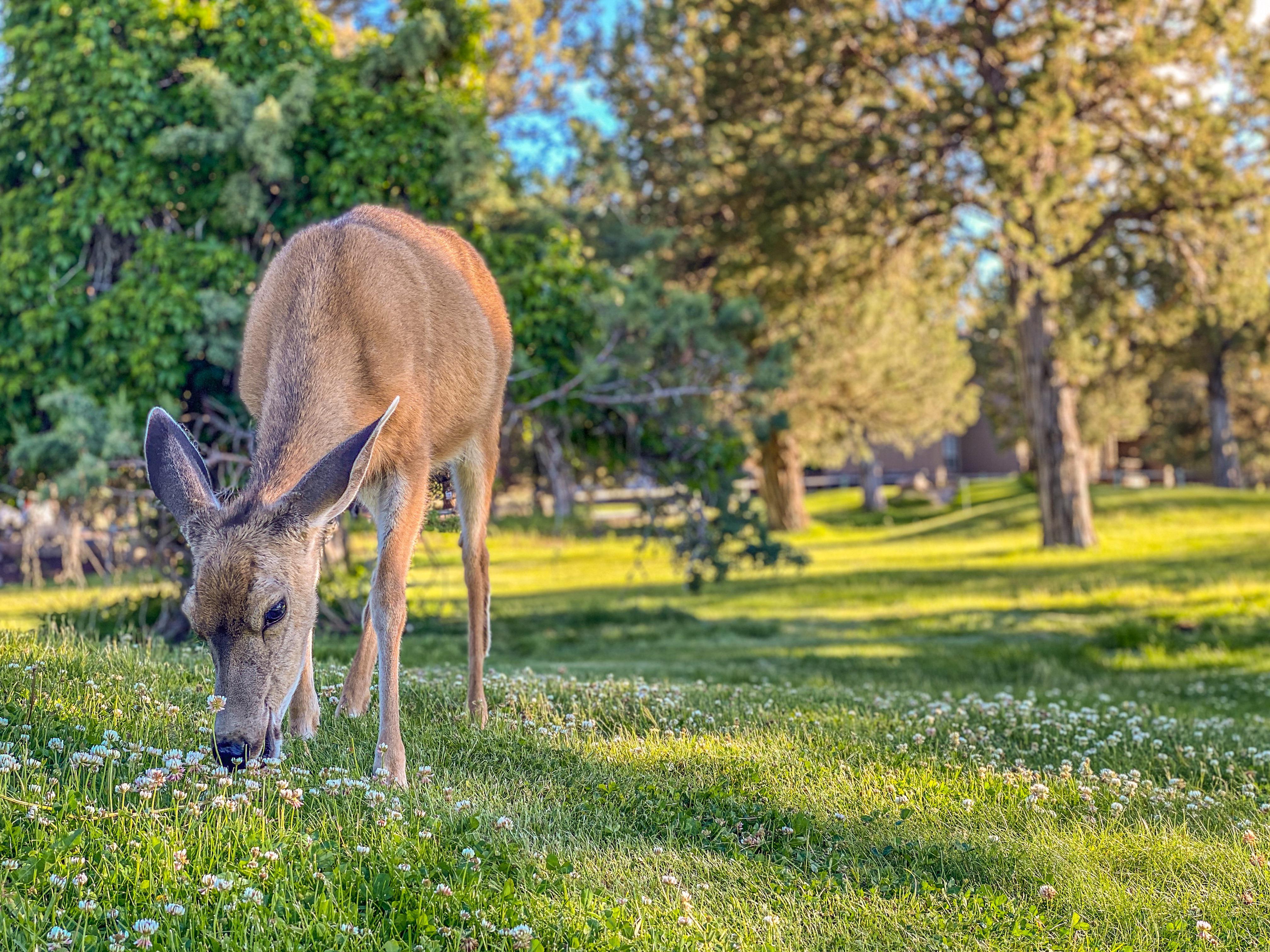 Deer in Oregon. r/iPhoneography