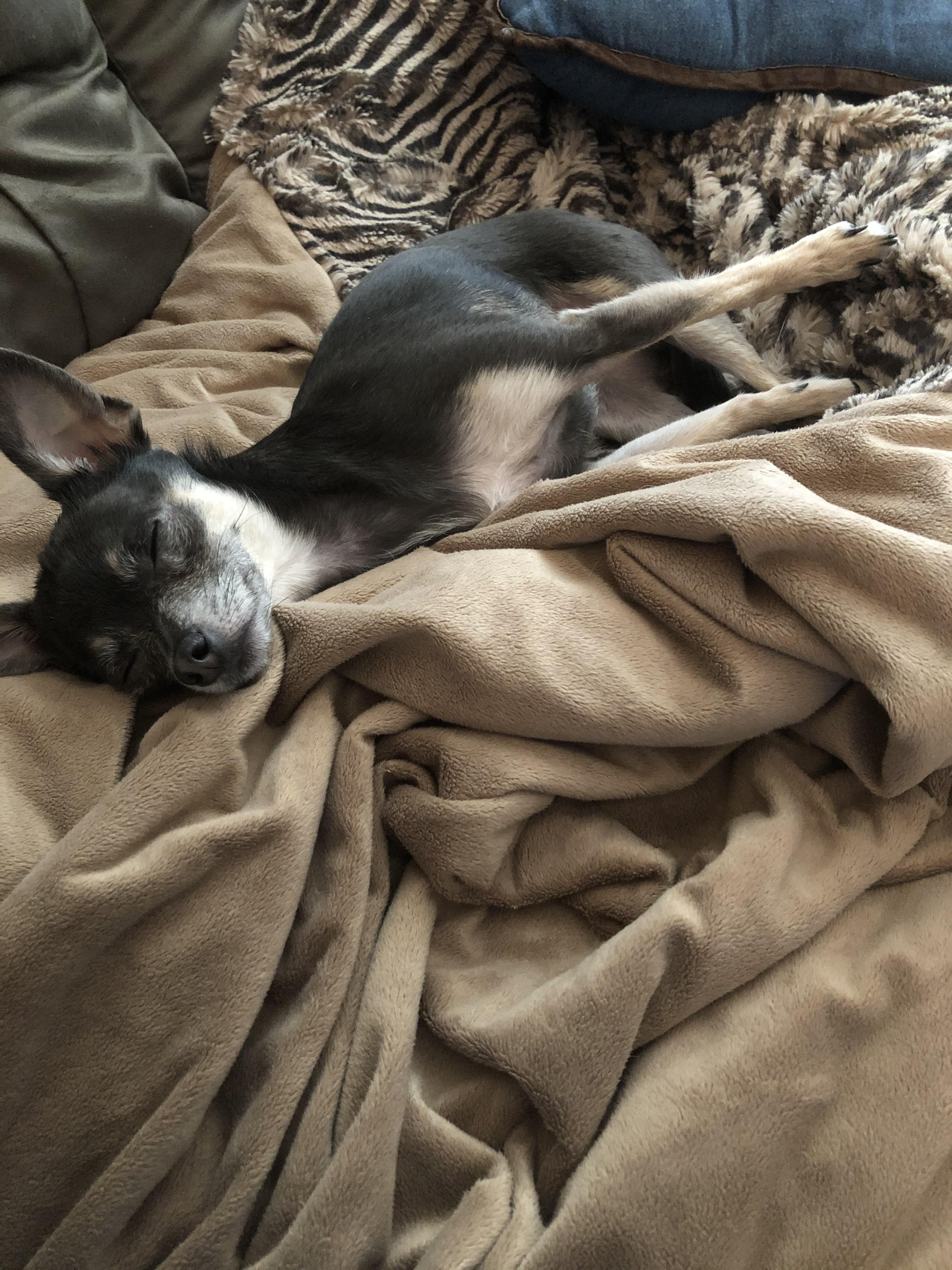 Sleeping with those paws up is her new thing. r/Chihuahua