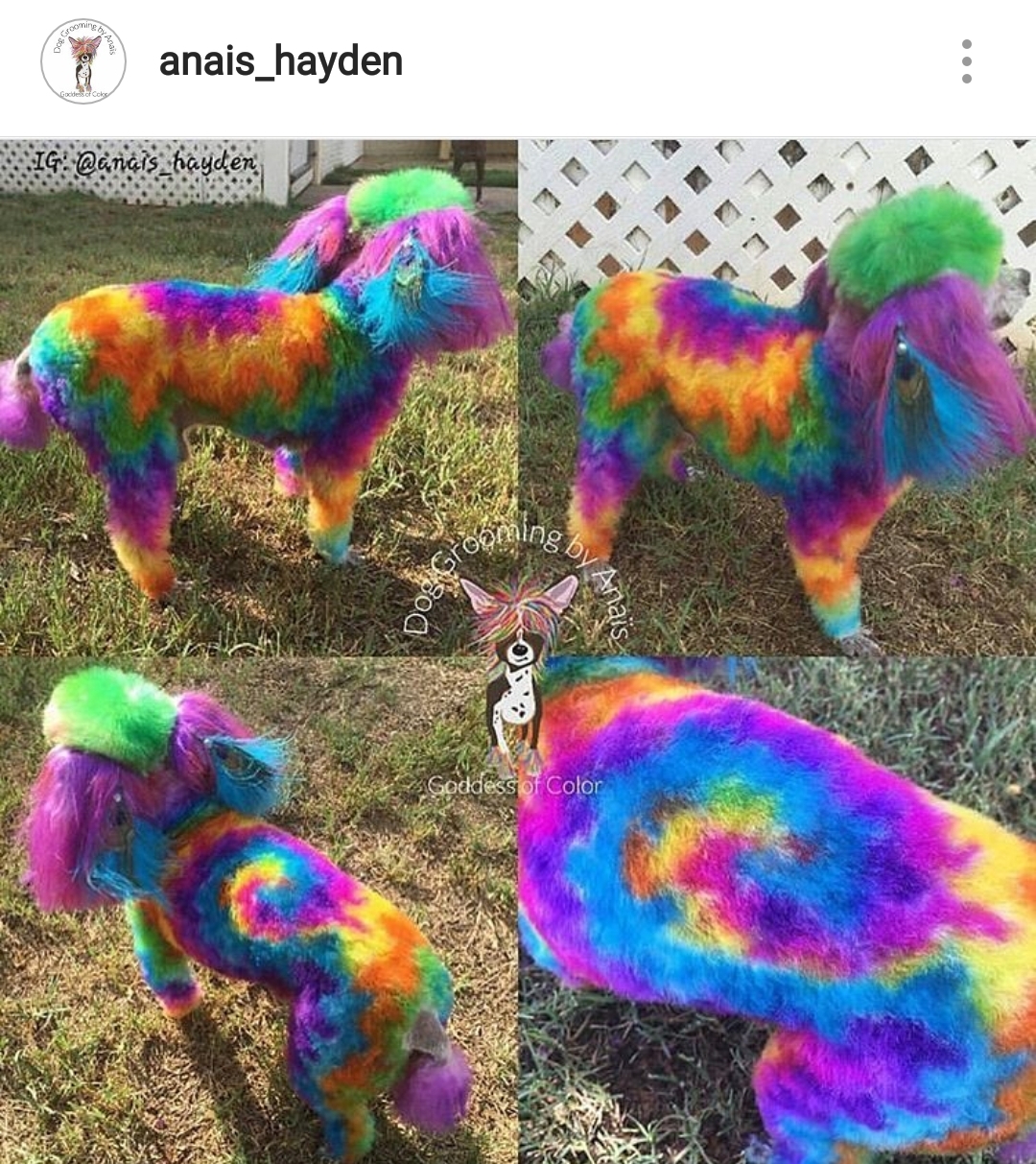 tie dye dog r/ATBGE