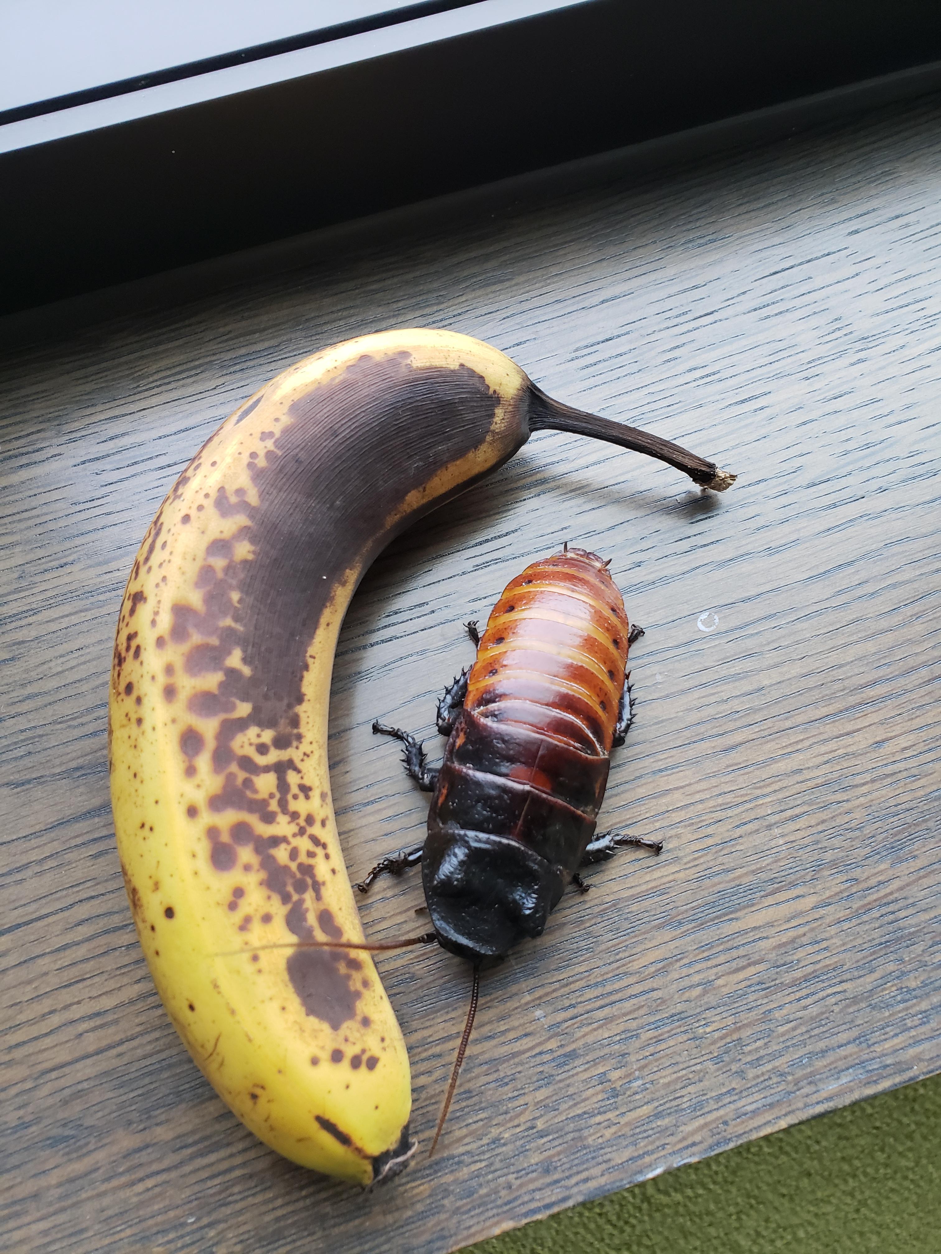 At my job, I take care of a lot of interesting animals. Here's our