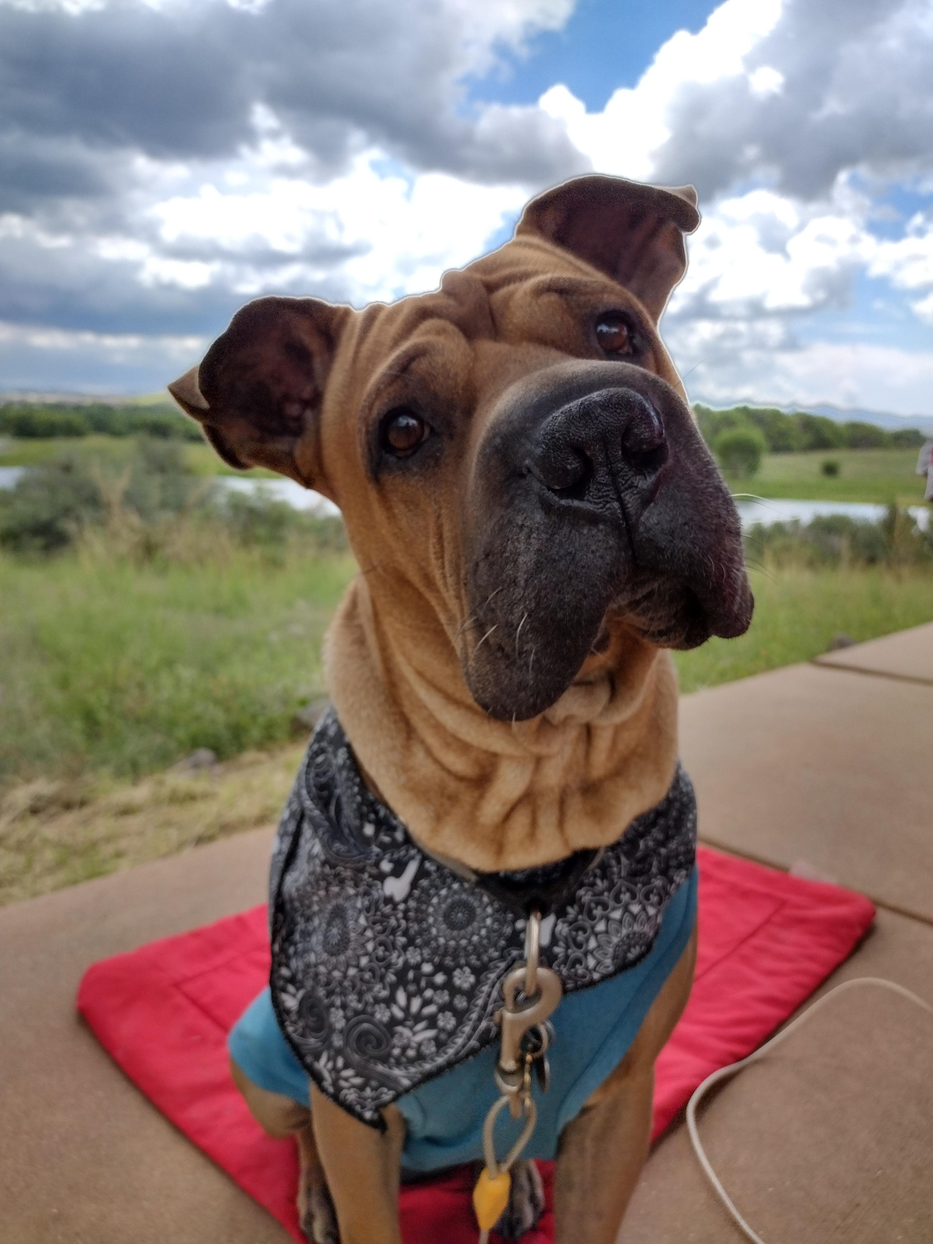 My good boy says Hi Reddit! r/DOG