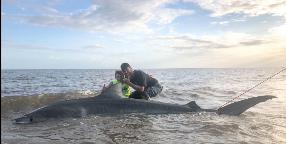 12 foot tiger shark that we caught off the shore of Alligator Point, FL