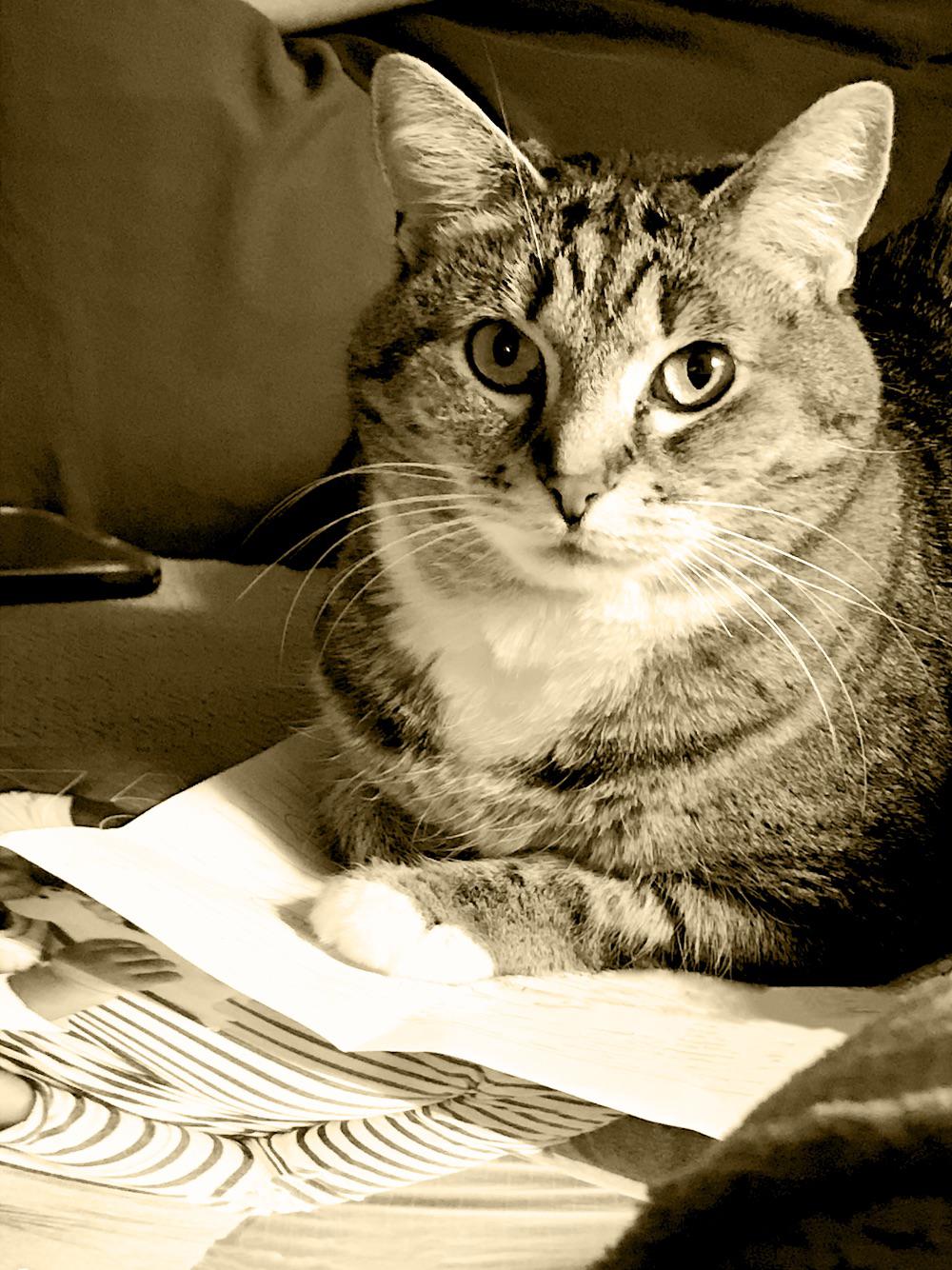 One of her favorite things to do is sit on paper r/cats