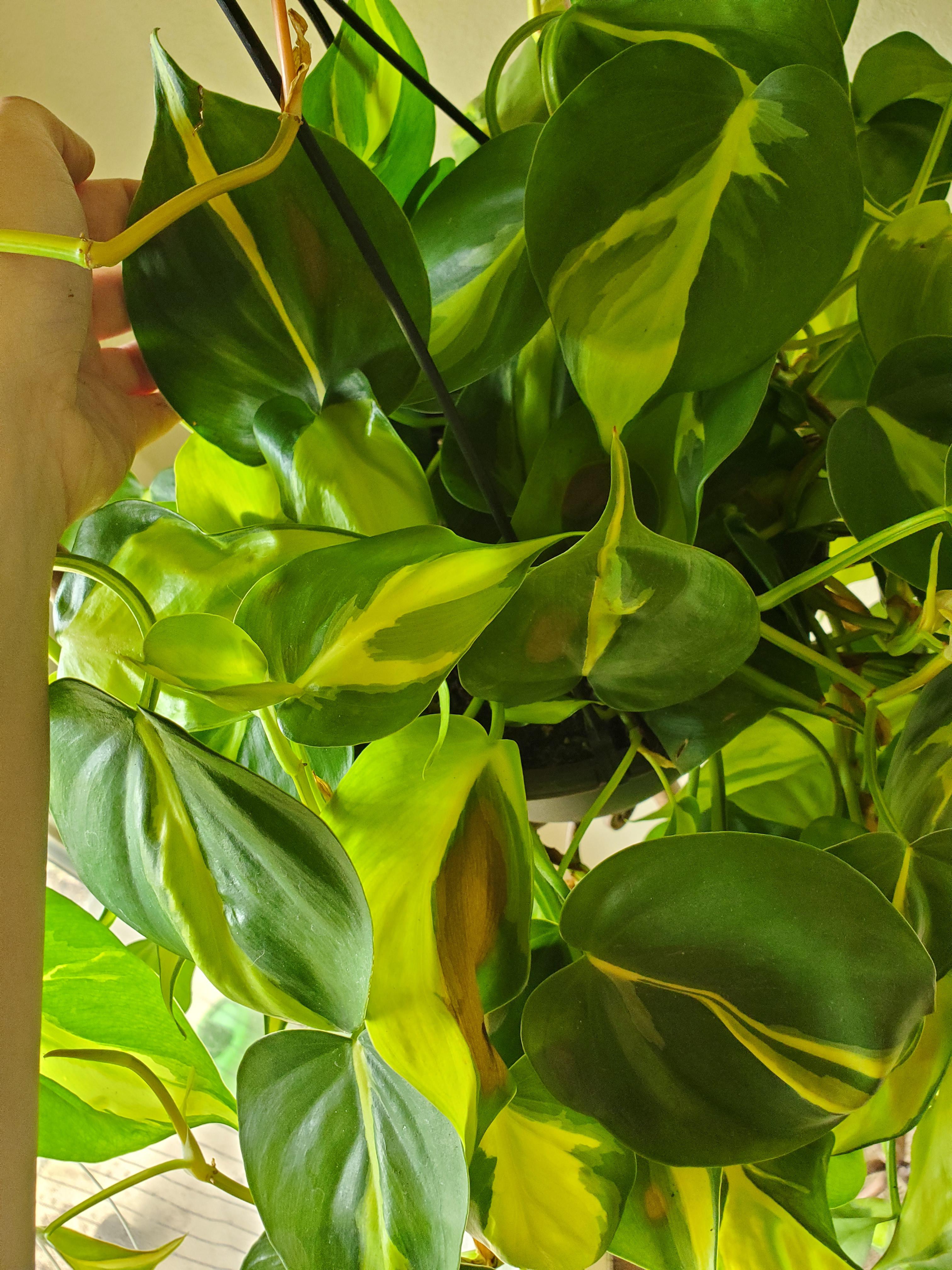 What are these brown spots on my philodendron? r/plantclinic