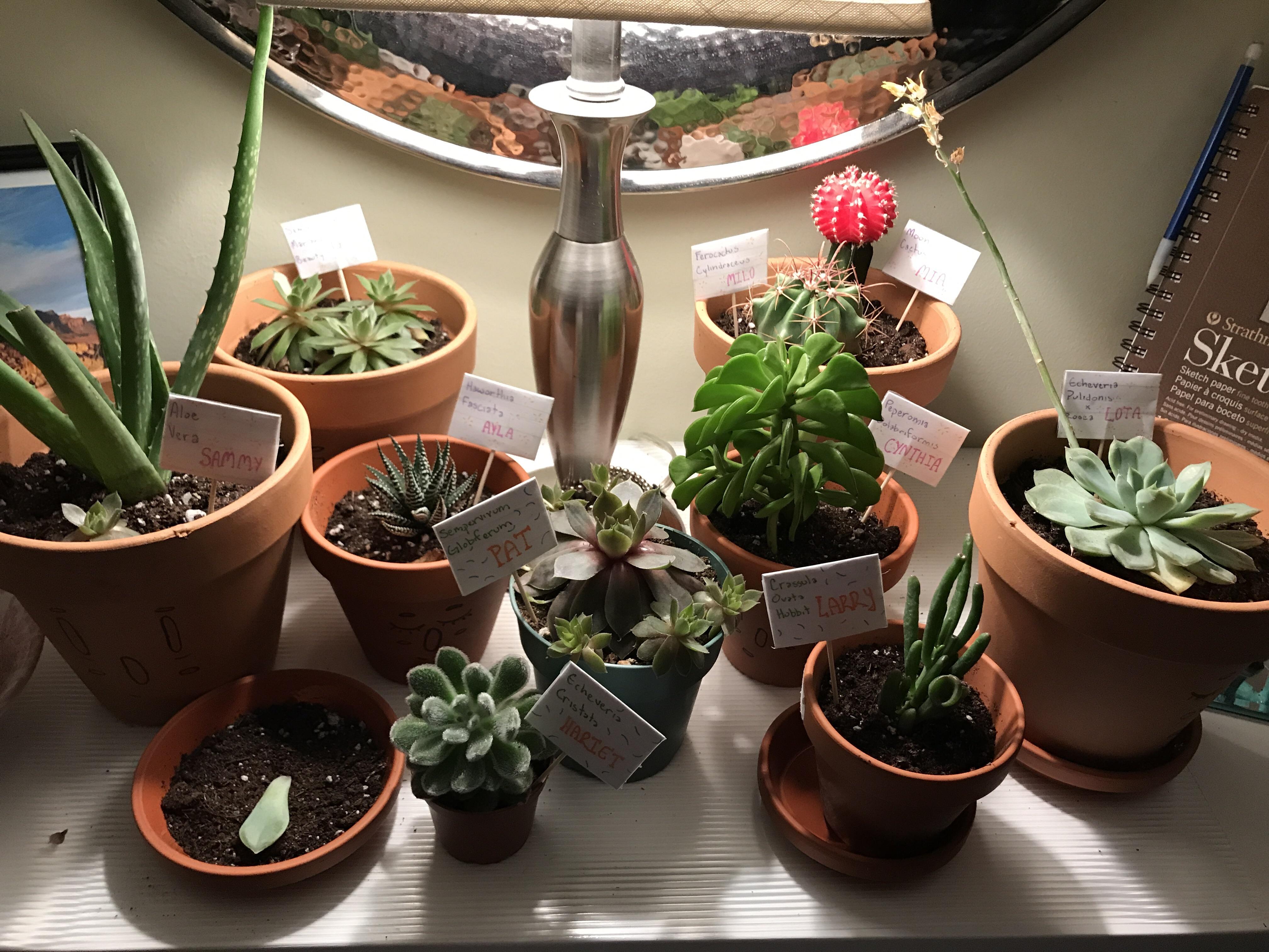 My school is near a flower/succulent shop so im playing a