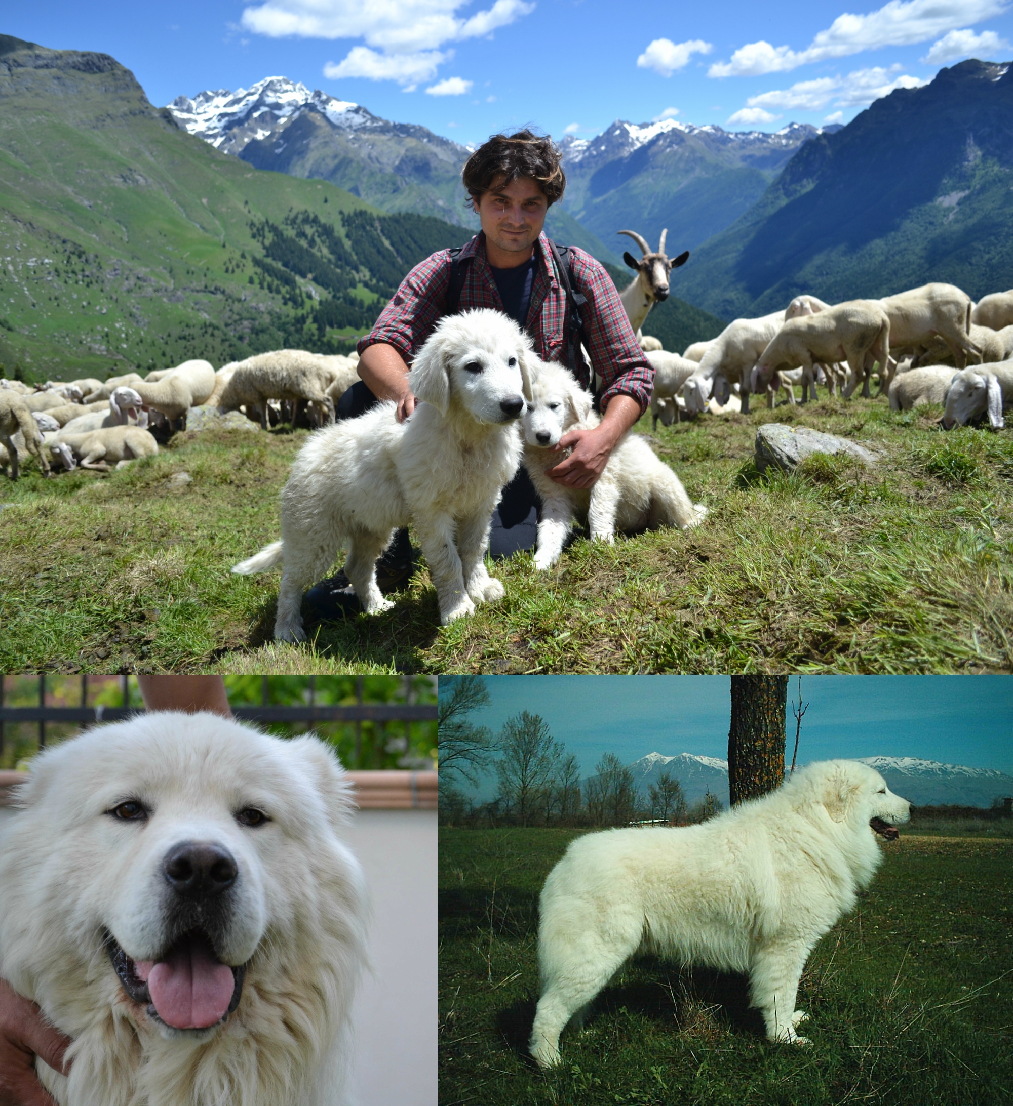 Canine breeds of Europe Pastore Maremmano Abruzzese Share the most