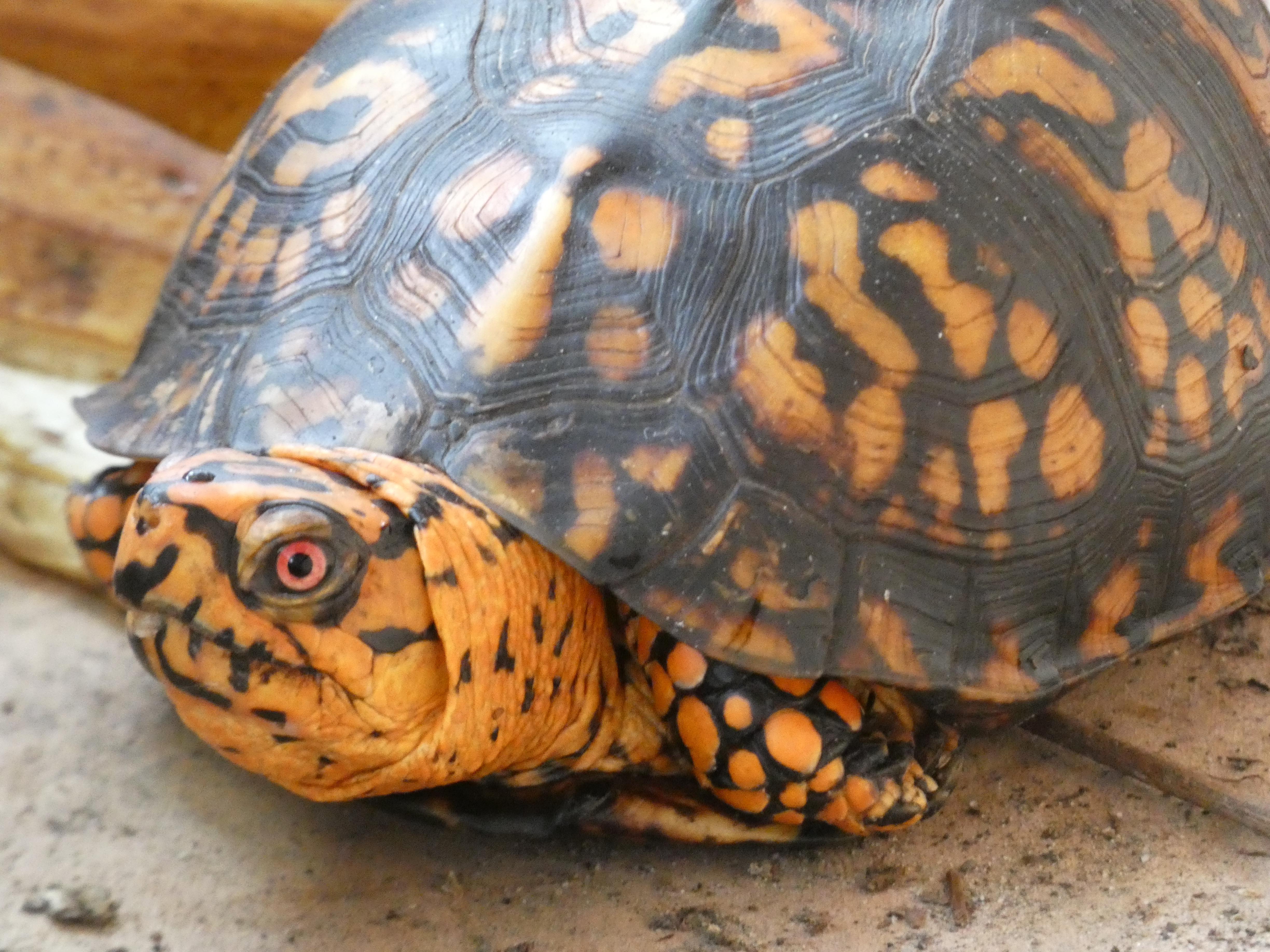 Male Eastern Box Turtle r/wildlifephotography