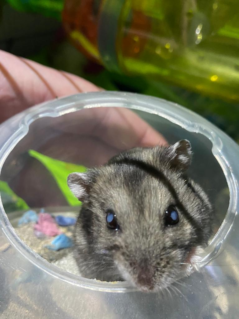 We woke up to our little flash having cloudy eyes this morning (havent