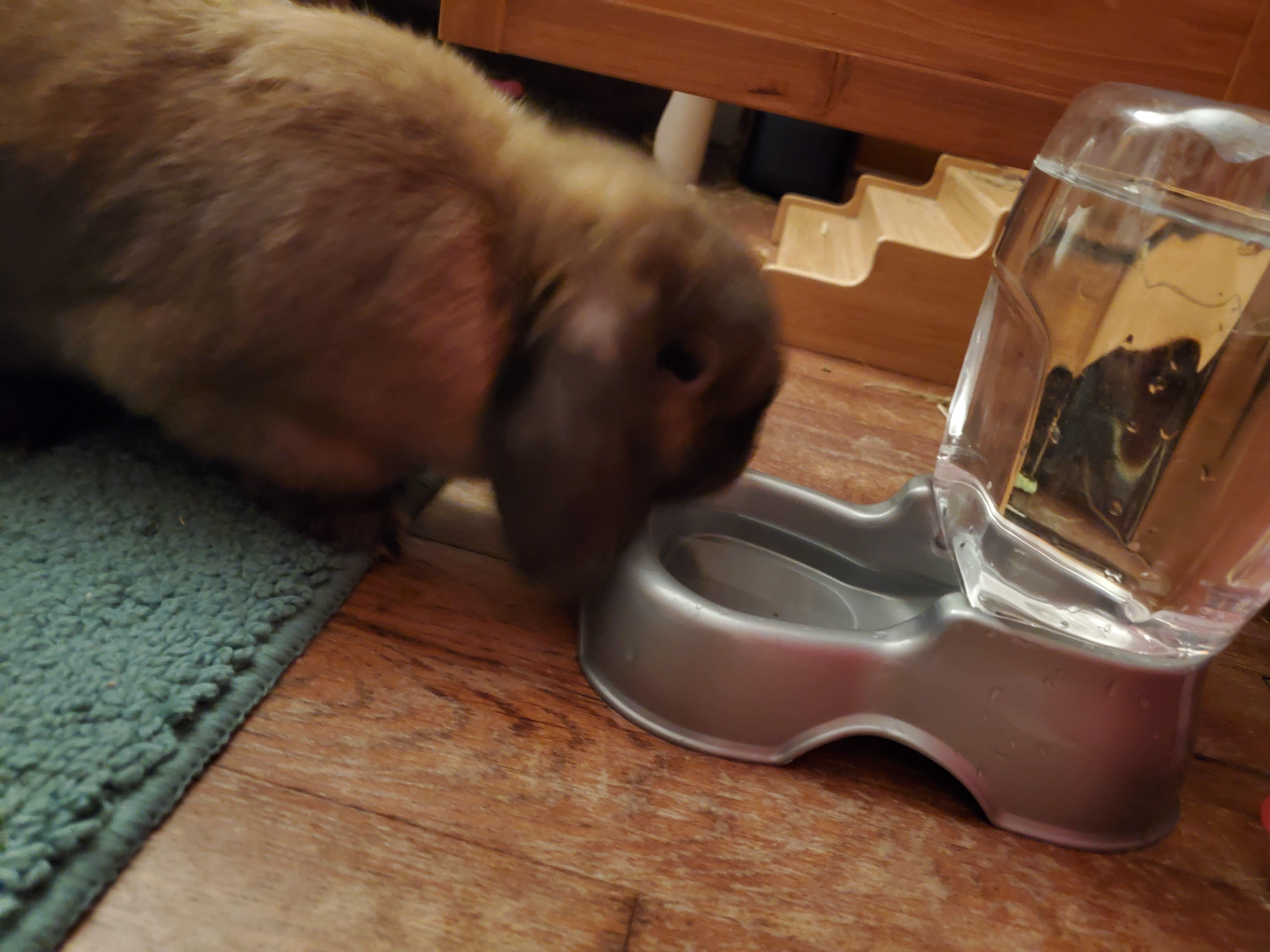 Best water dish! Got this water bowl for 8 on Amazon and it finally