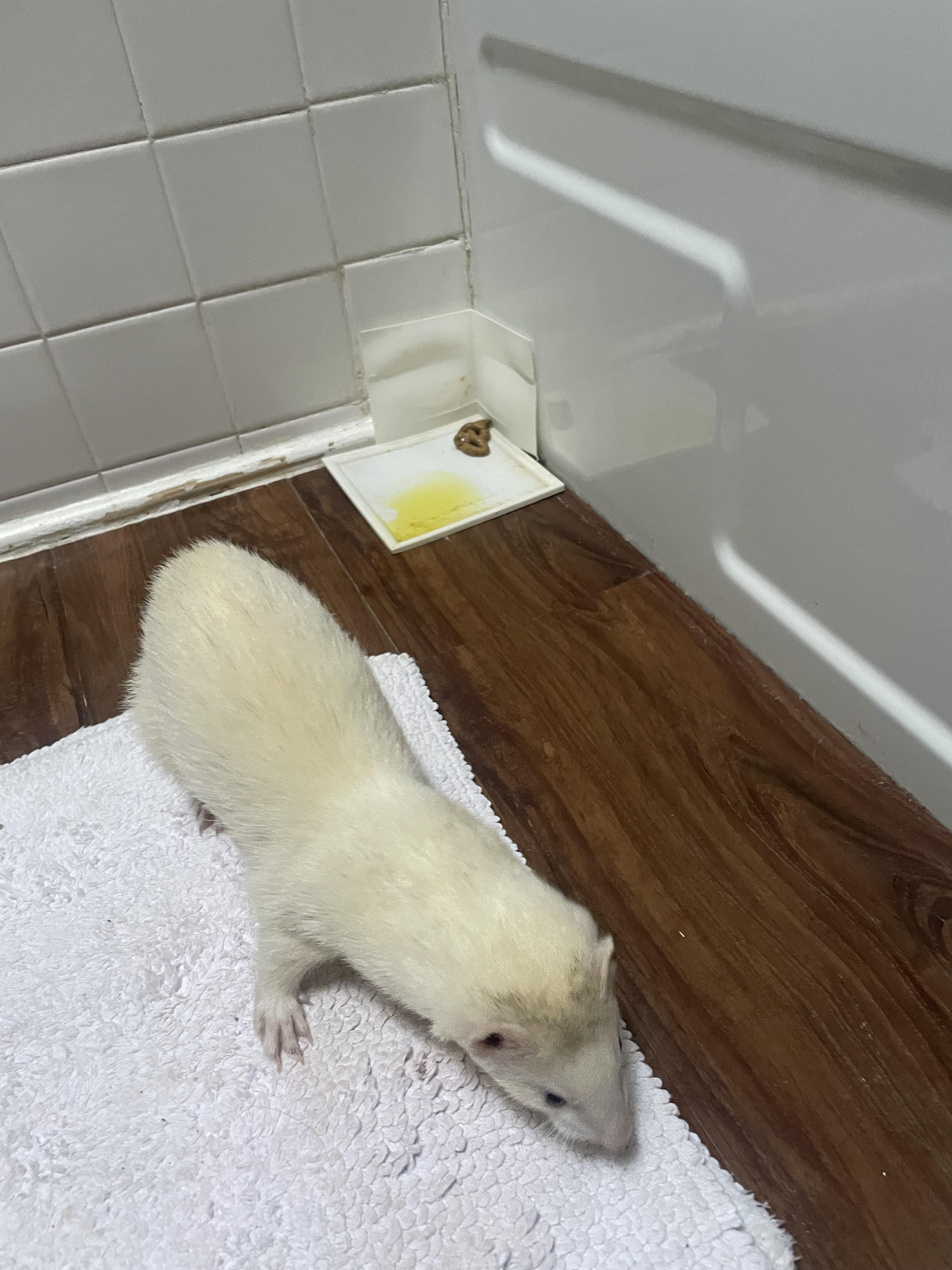 3D printing to the rescue... potty training going well! r/ferrets