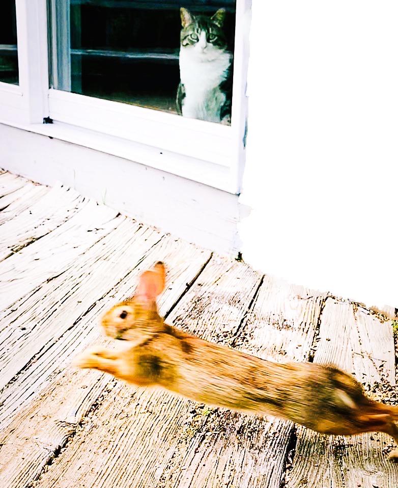 Snuck up on the bunny who was taunting my daughter’s cat by eating the