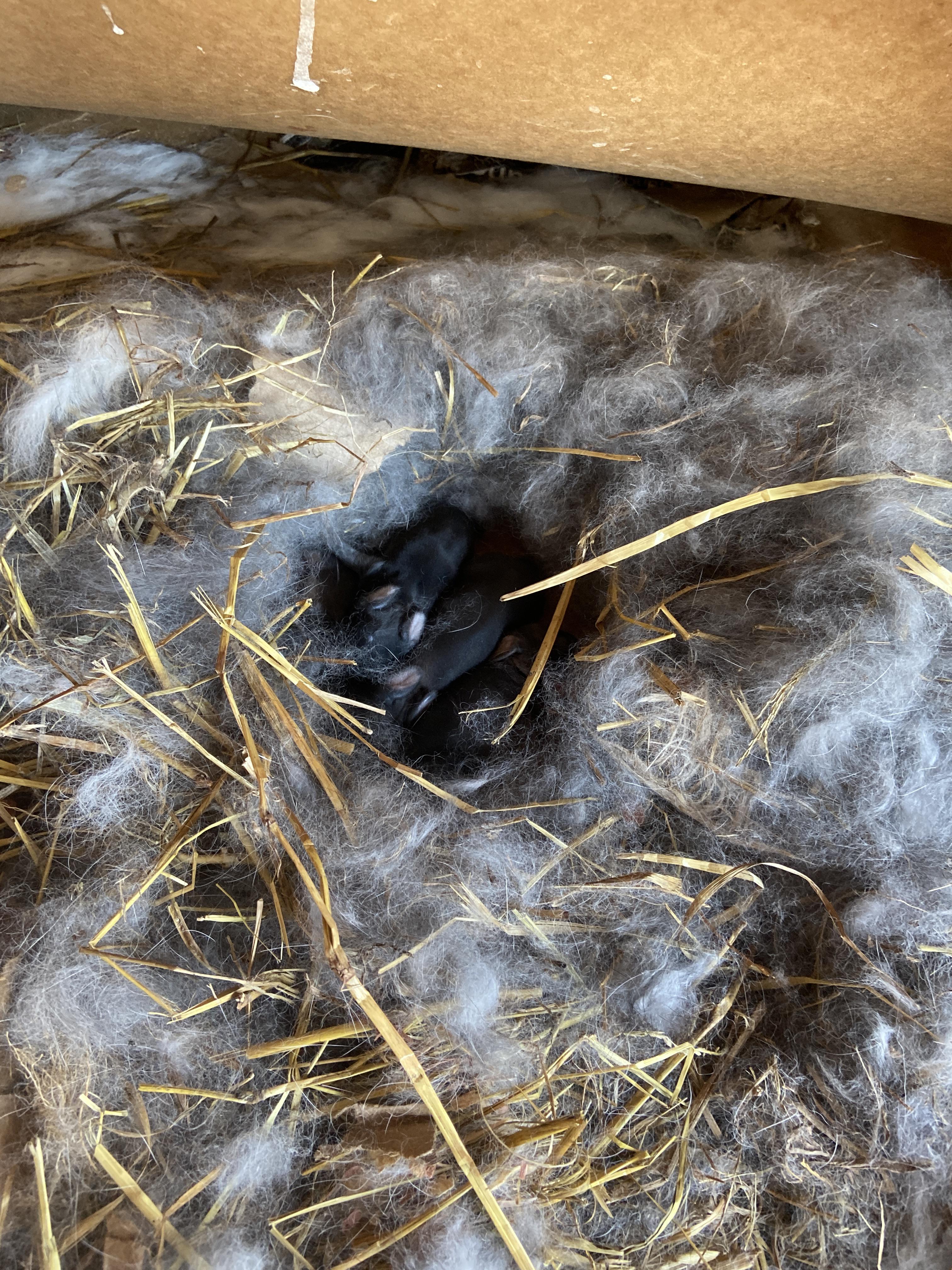 Fresh litter of Holland lops r/homestead