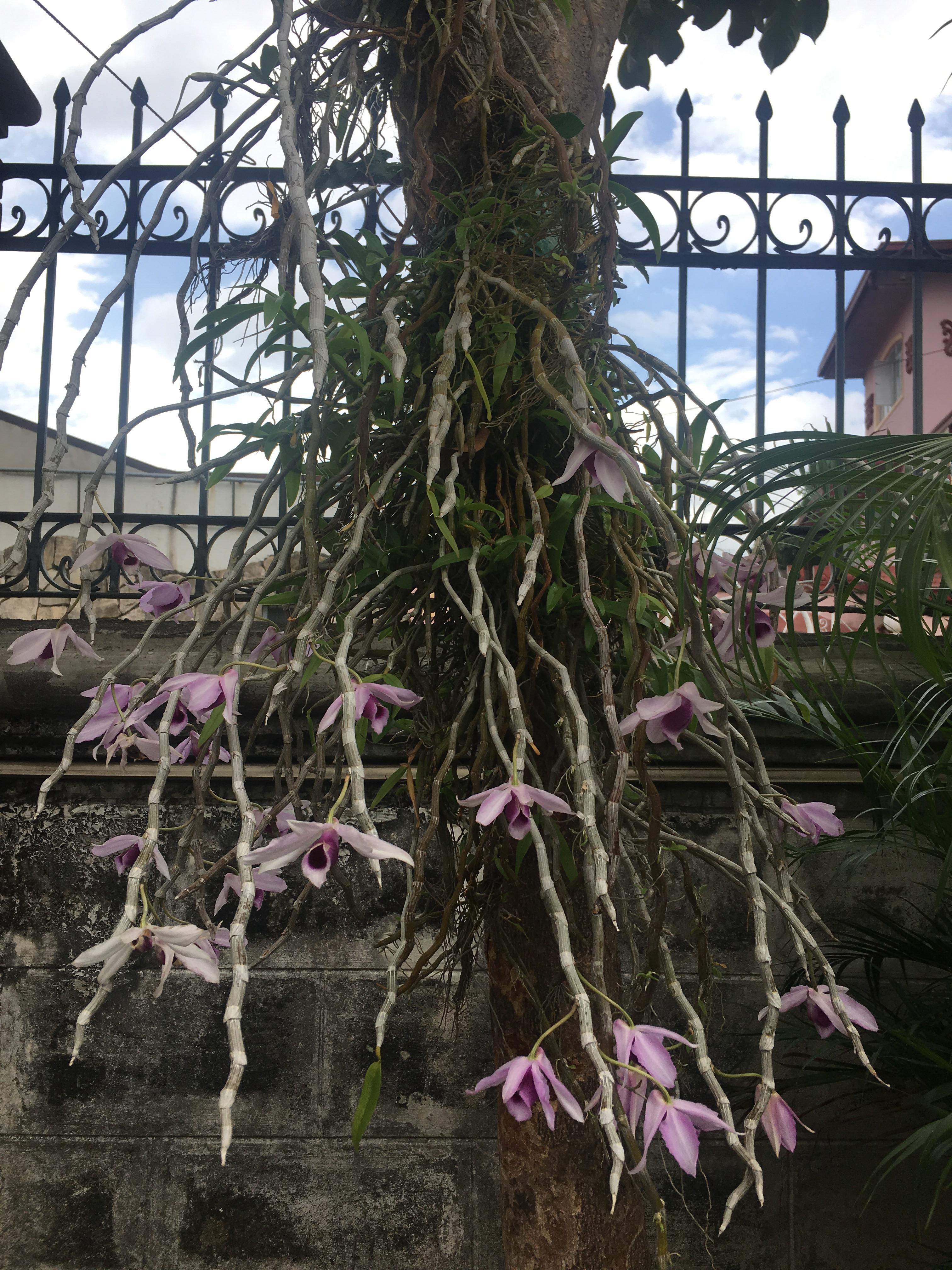 Orchid growing downwards? r/whatsthisplant