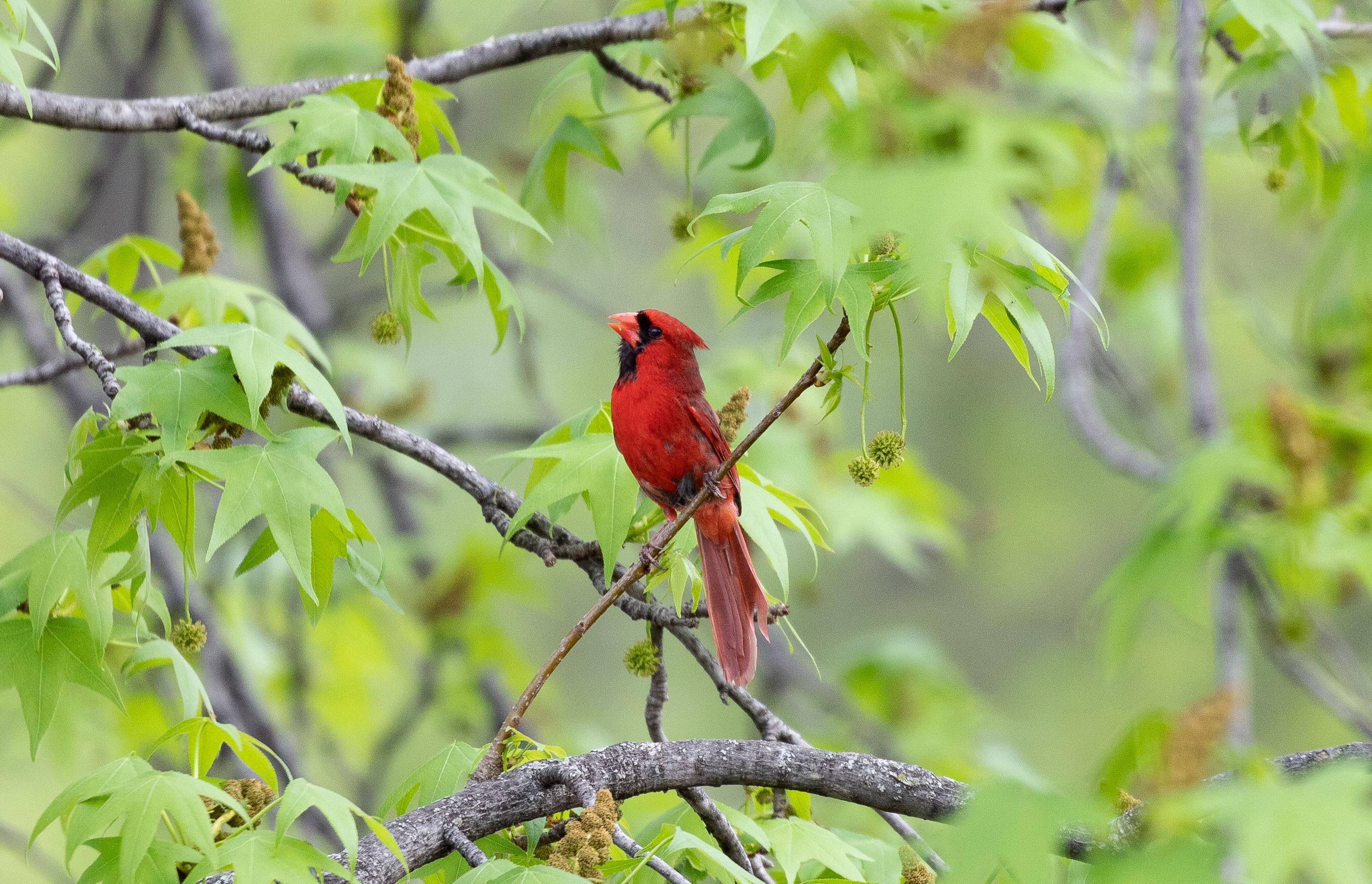 Northern cardinal from last year in my backyard Saw the first one of this year yesterday here in