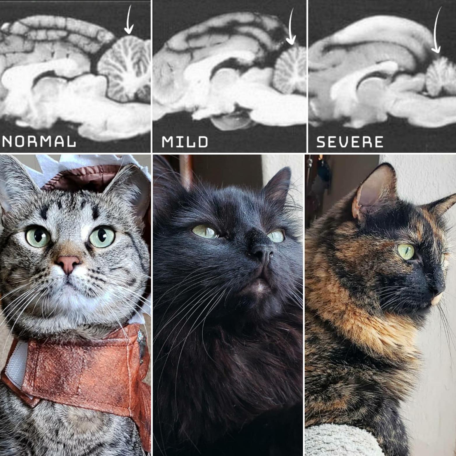 What the cerebellum looks like in cats with varying degrees of