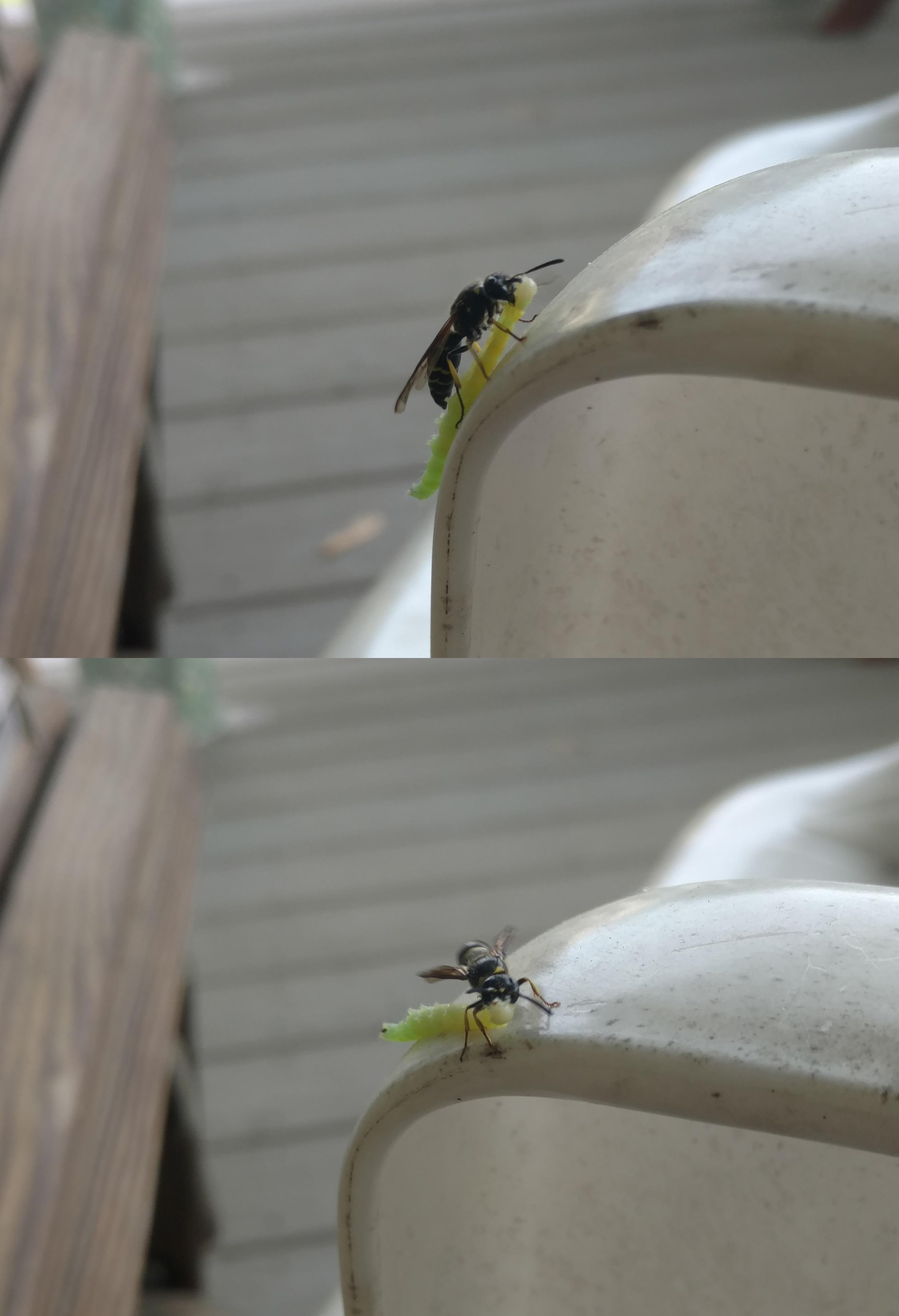 This wasp carrying a caterpillar around my back porch r/natureismetal