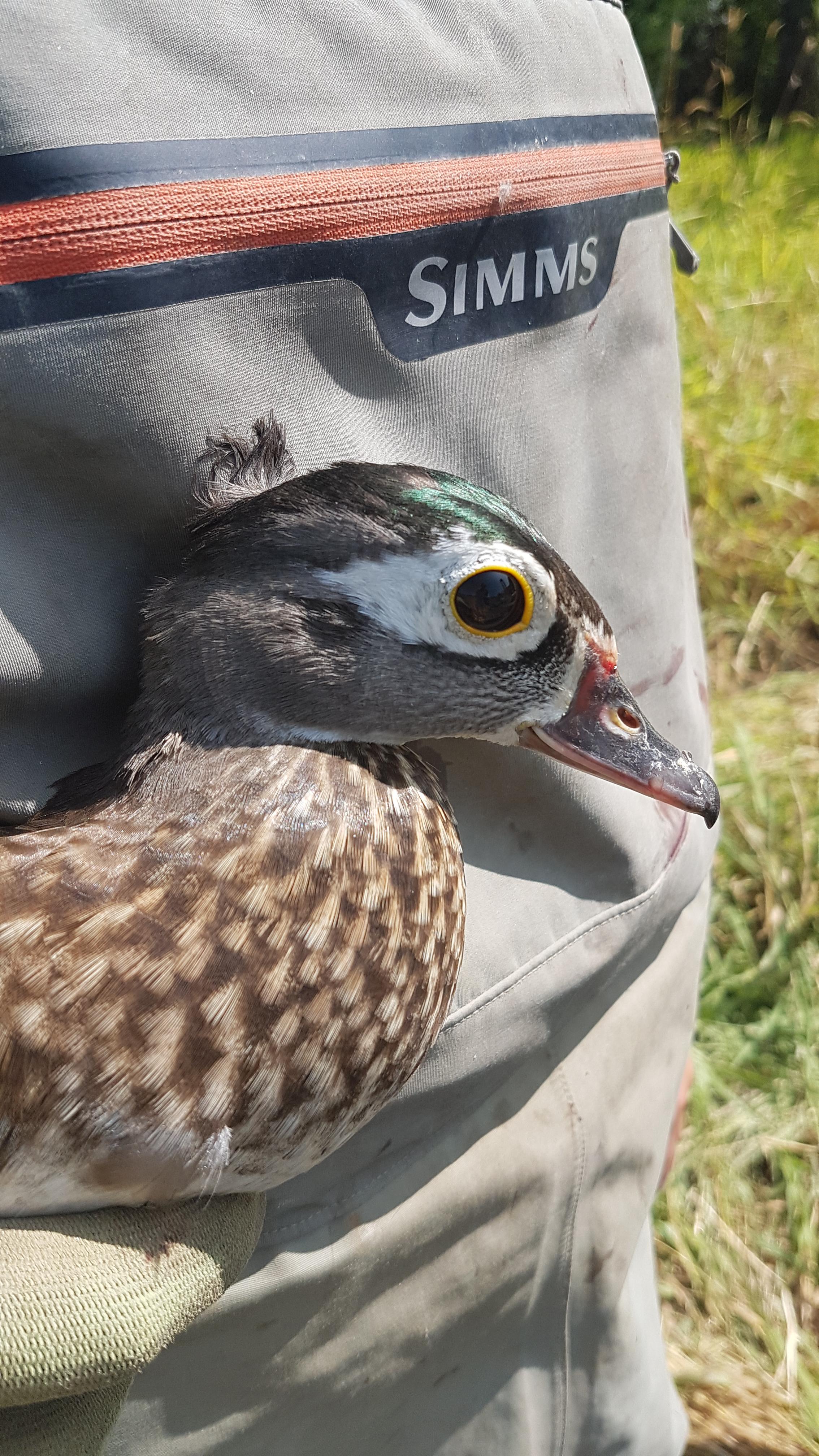 Hatch year female wood duck r/birding