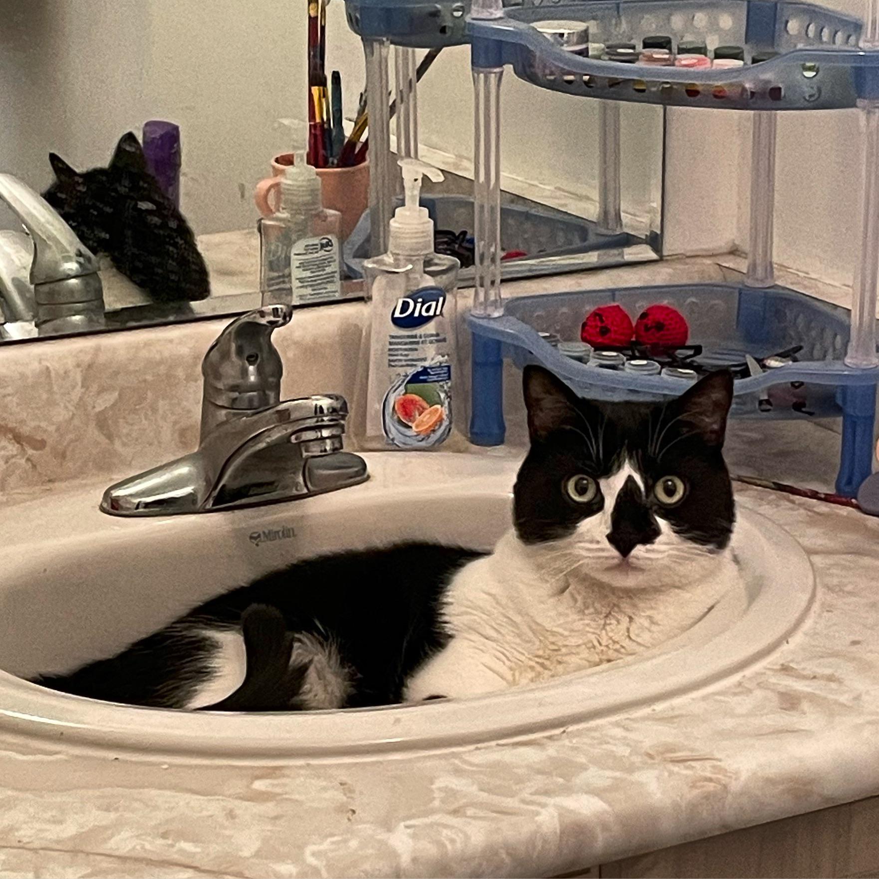 Cat in the sink while my sister poops r/CatsInSinks