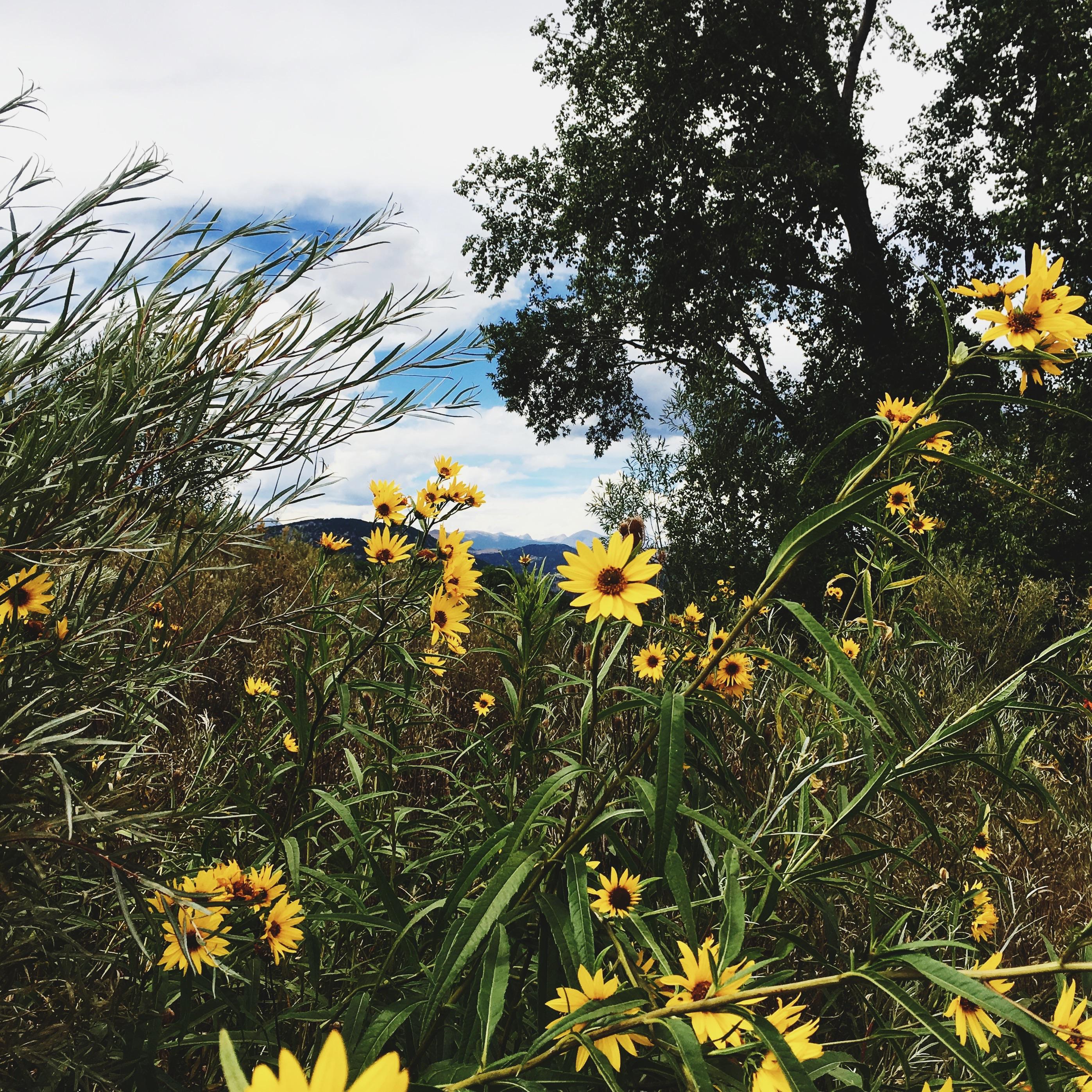 Wild sunflowers in Boulder, CO [OC] [2794x2794] r/BotanicalPorn