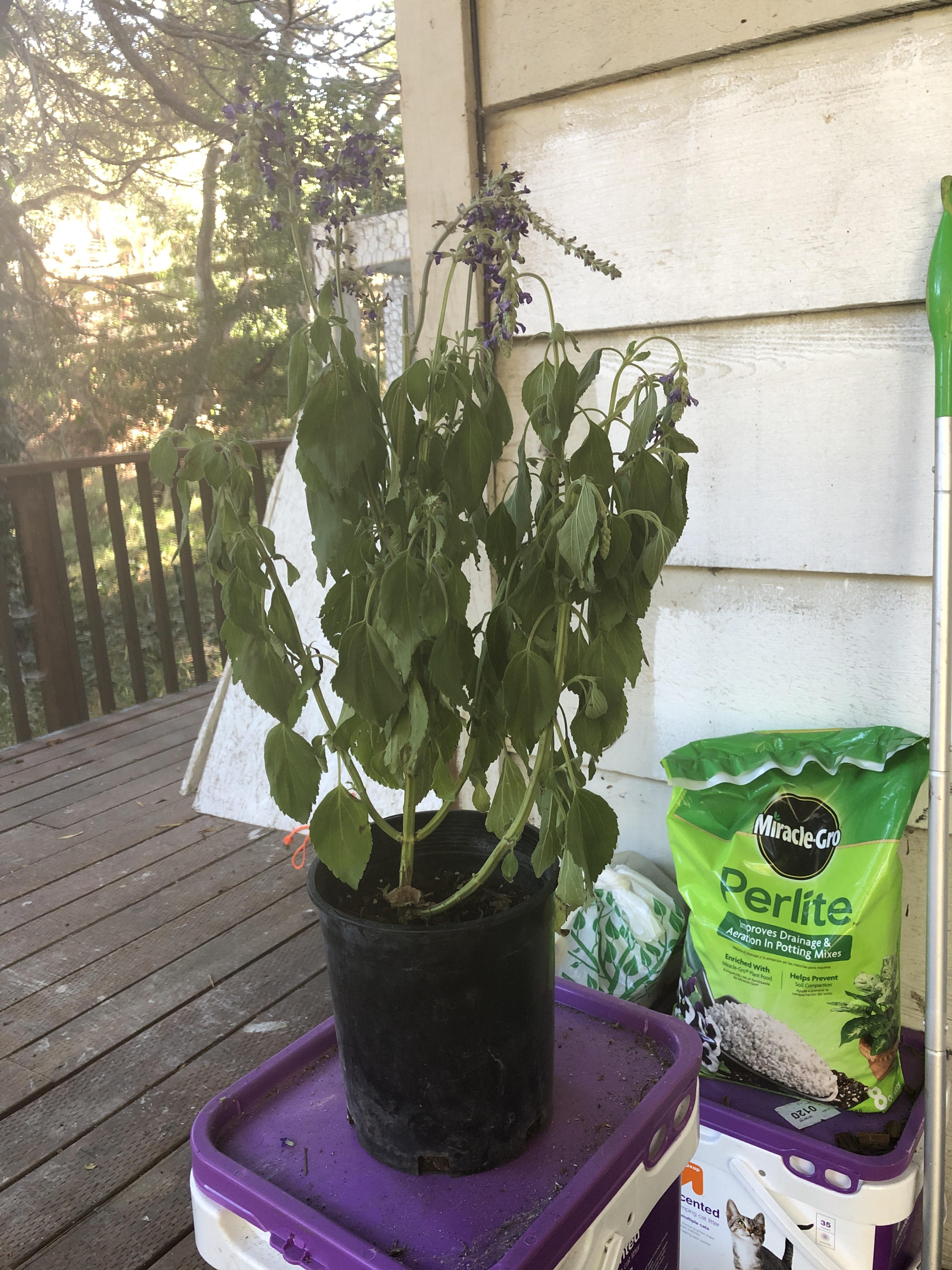 Anyone have any idea what’s causing my salvia leaves to droop like this