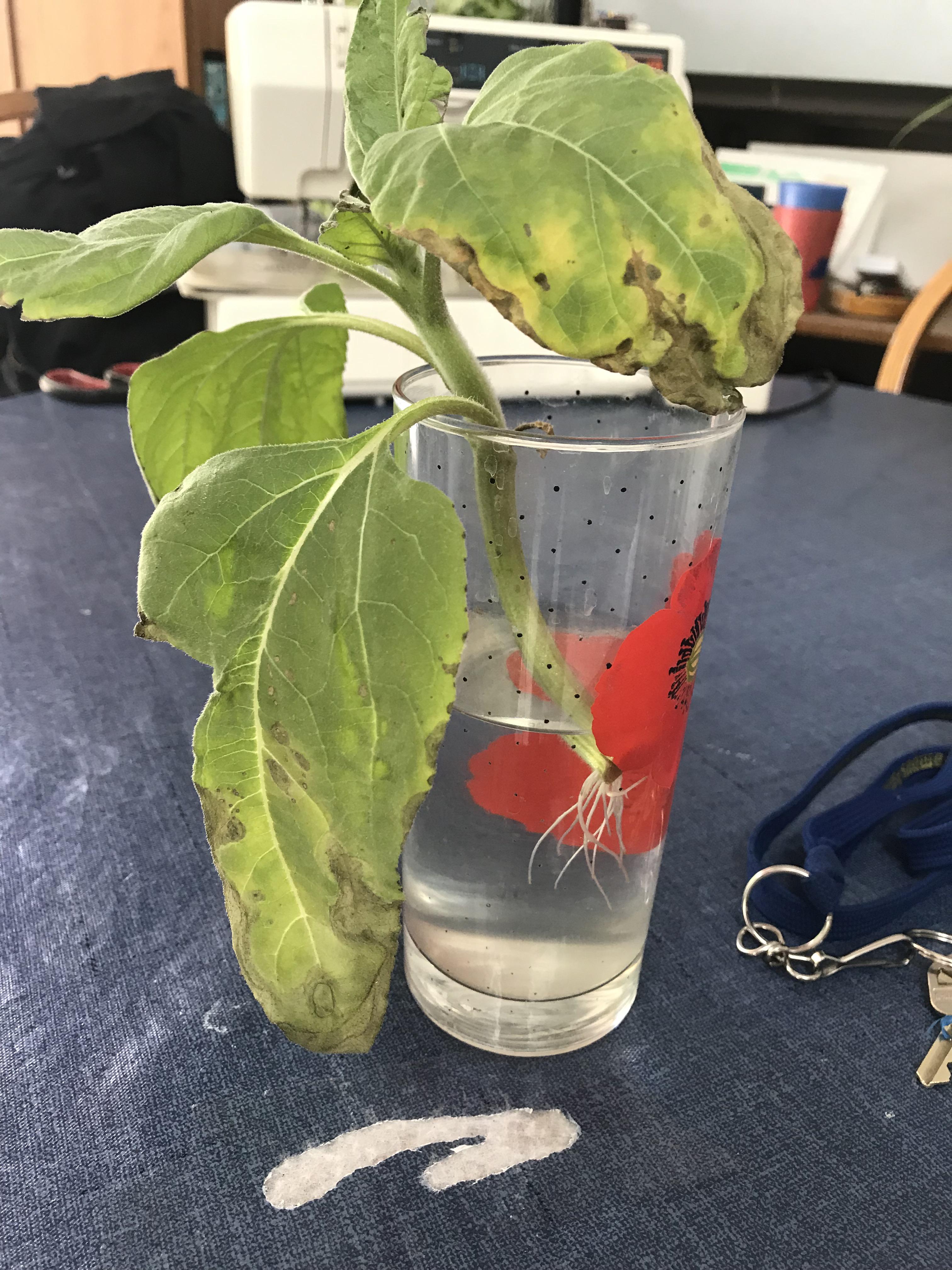 Family told me I couldn’t get a Sunflower to regrow its roots... r