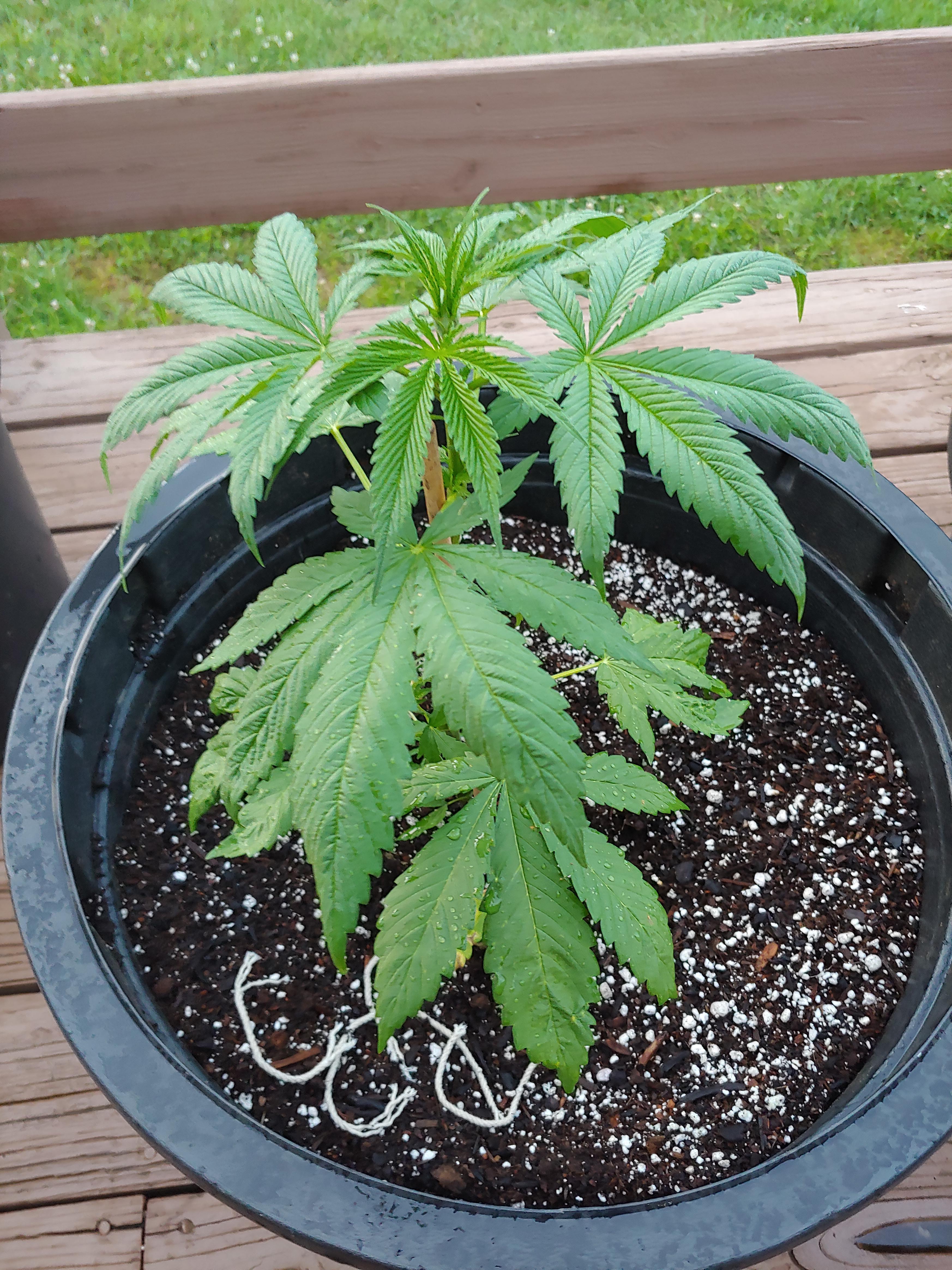 Bag seed 2 r/cannabiscultivation