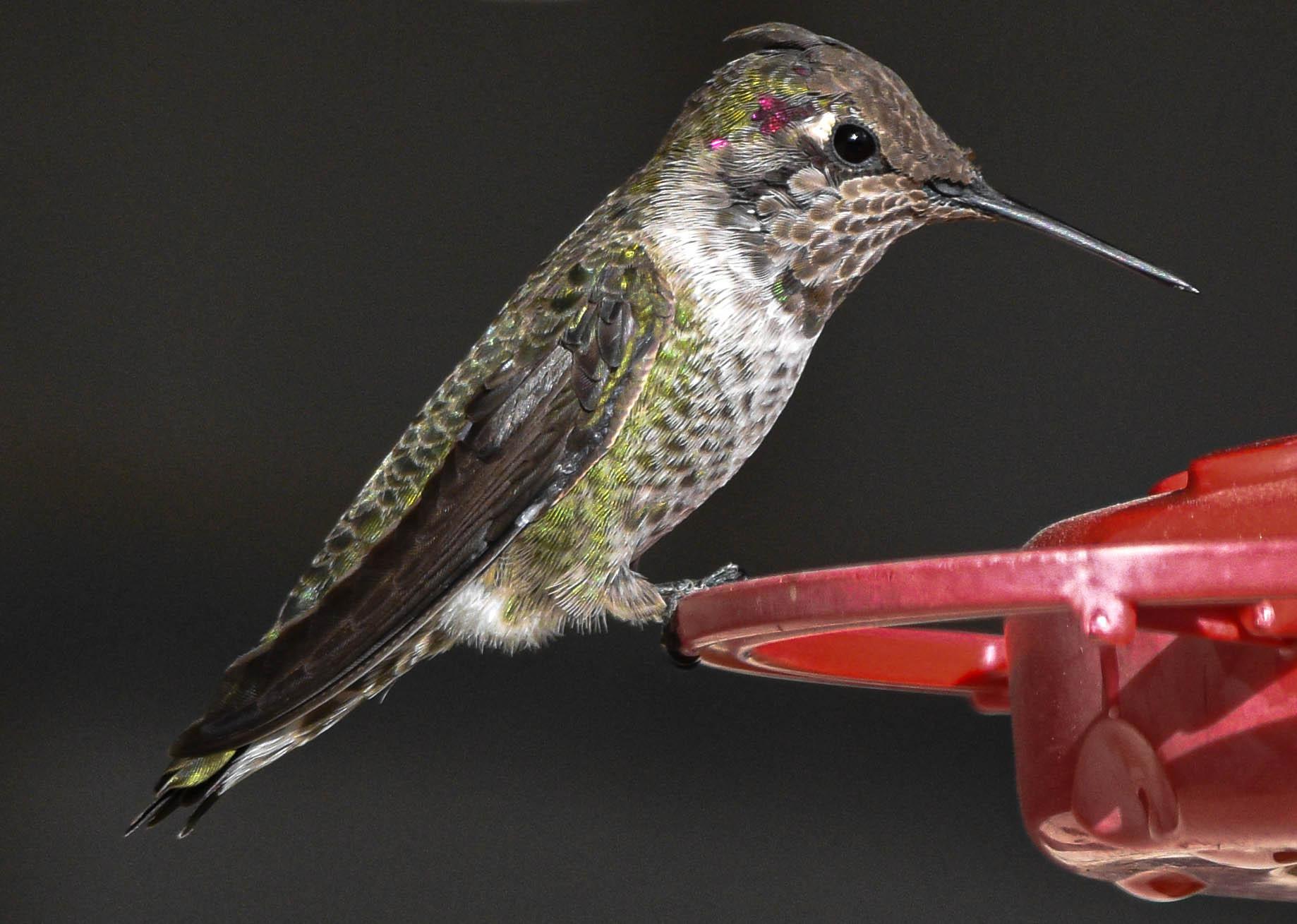A male Anna's Hummingbird, with just a sparkle of pink. r/hummingbirds