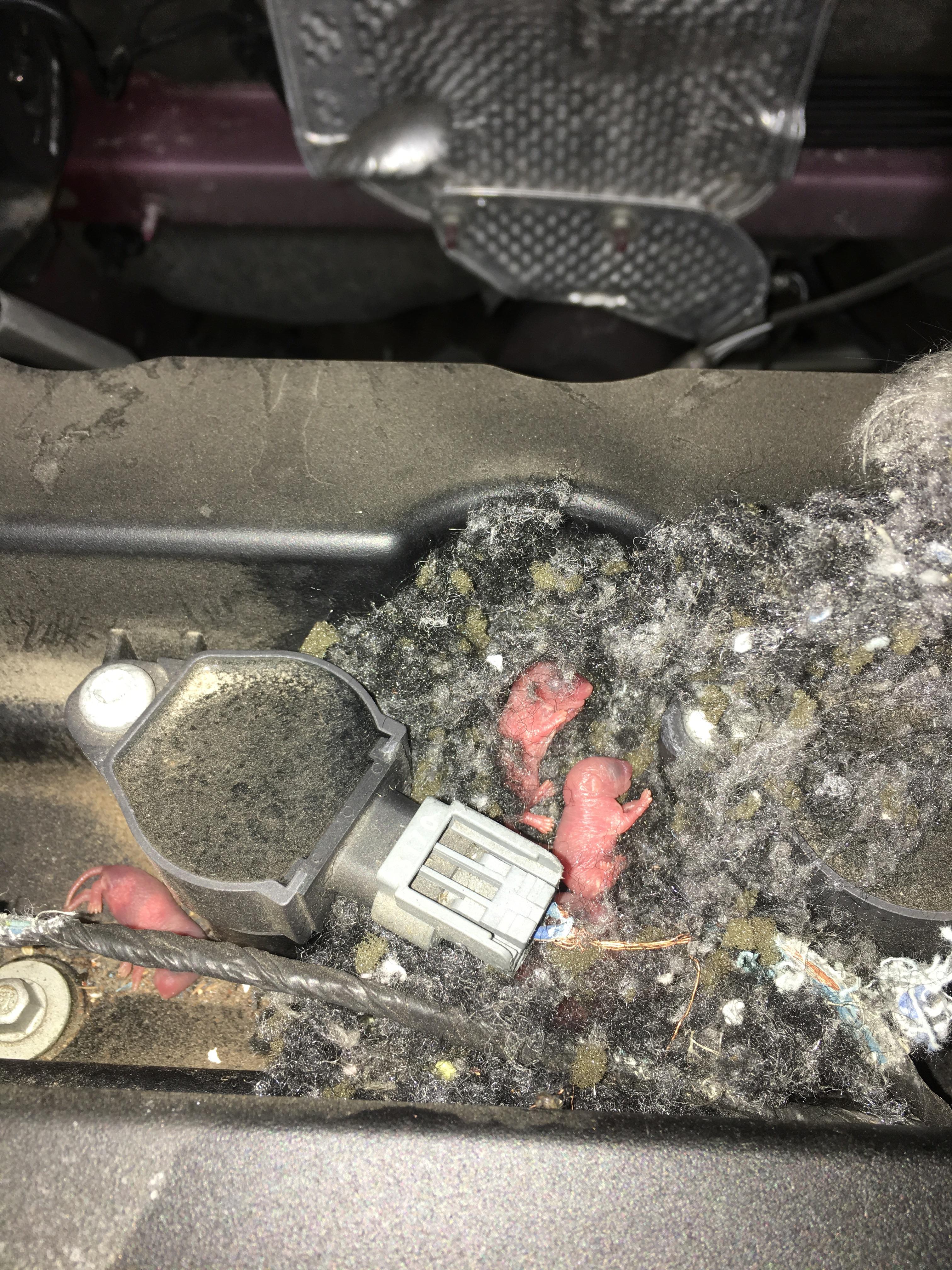 Customer states it runs rough. It’s a literal mouse nest