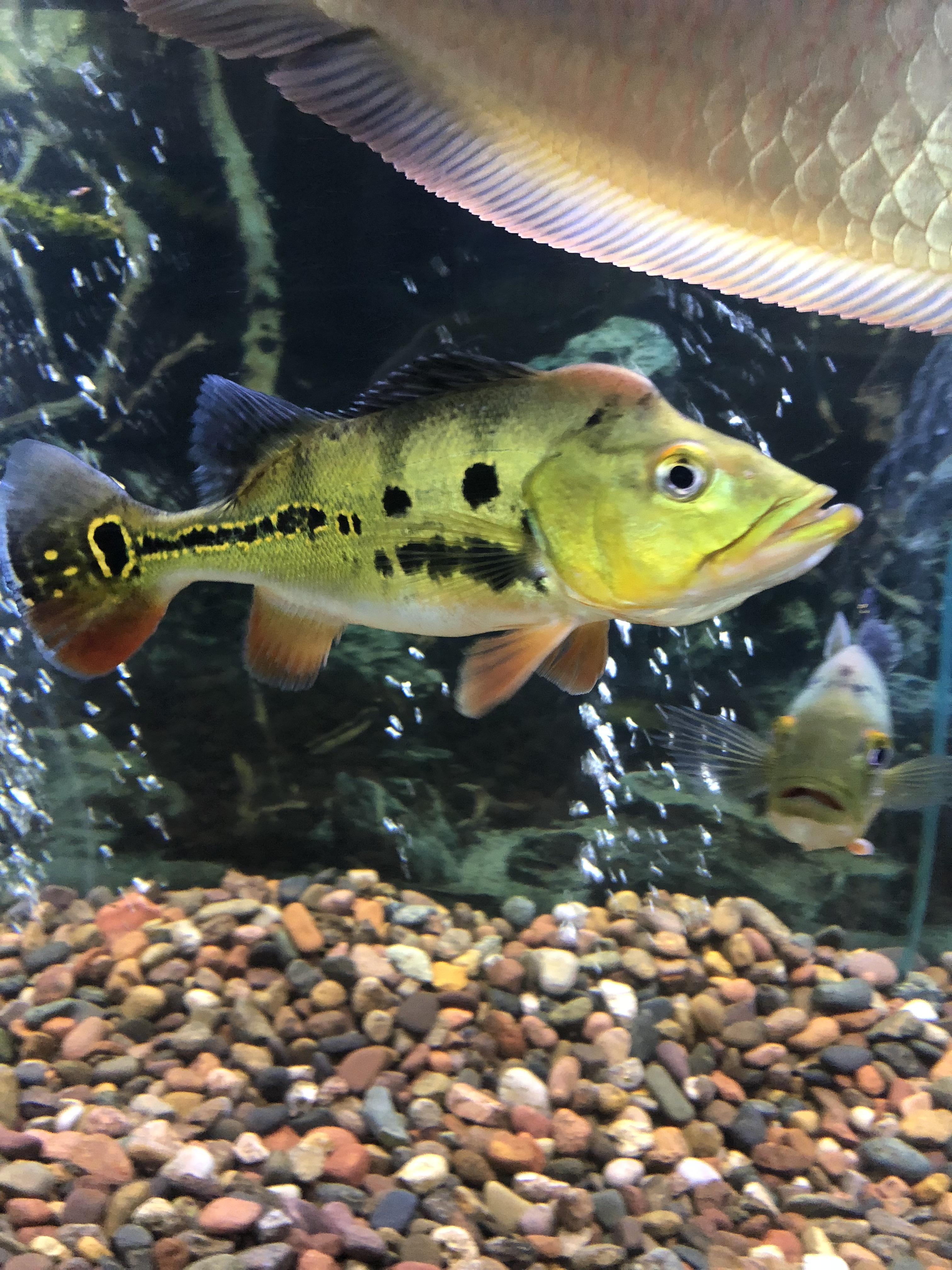 Peacock Bass Aquarium Setup