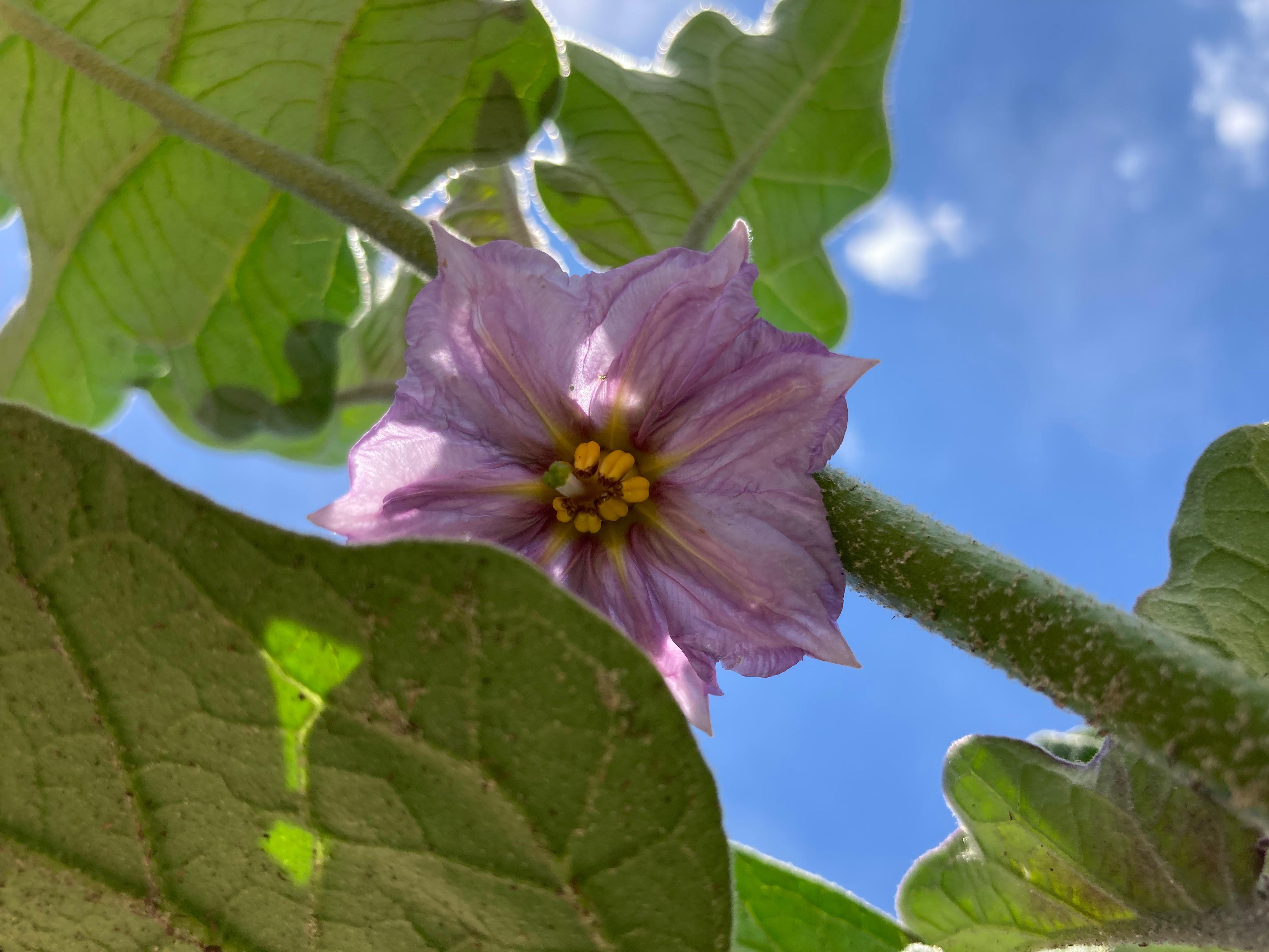 Why didn’t anyone tell me eggplant blooms are so pretty? r