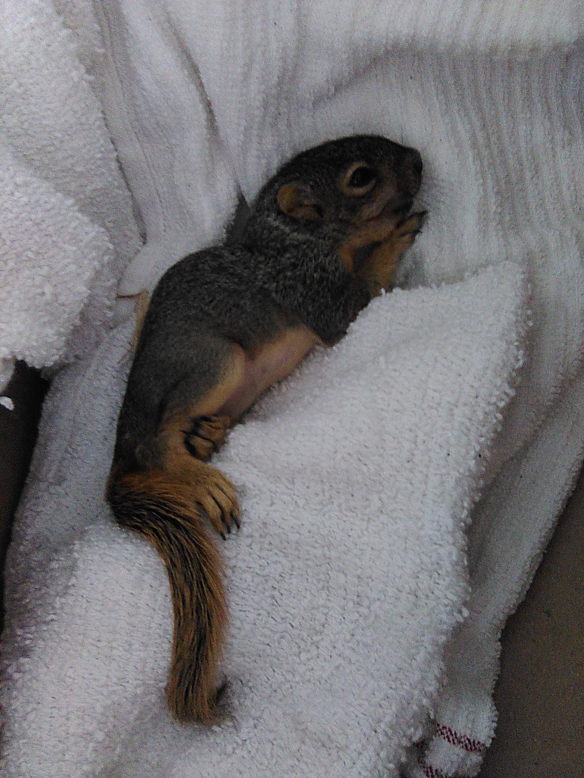 Squirrel rescue? Already Called DFW wildlife coalition and waiting on a