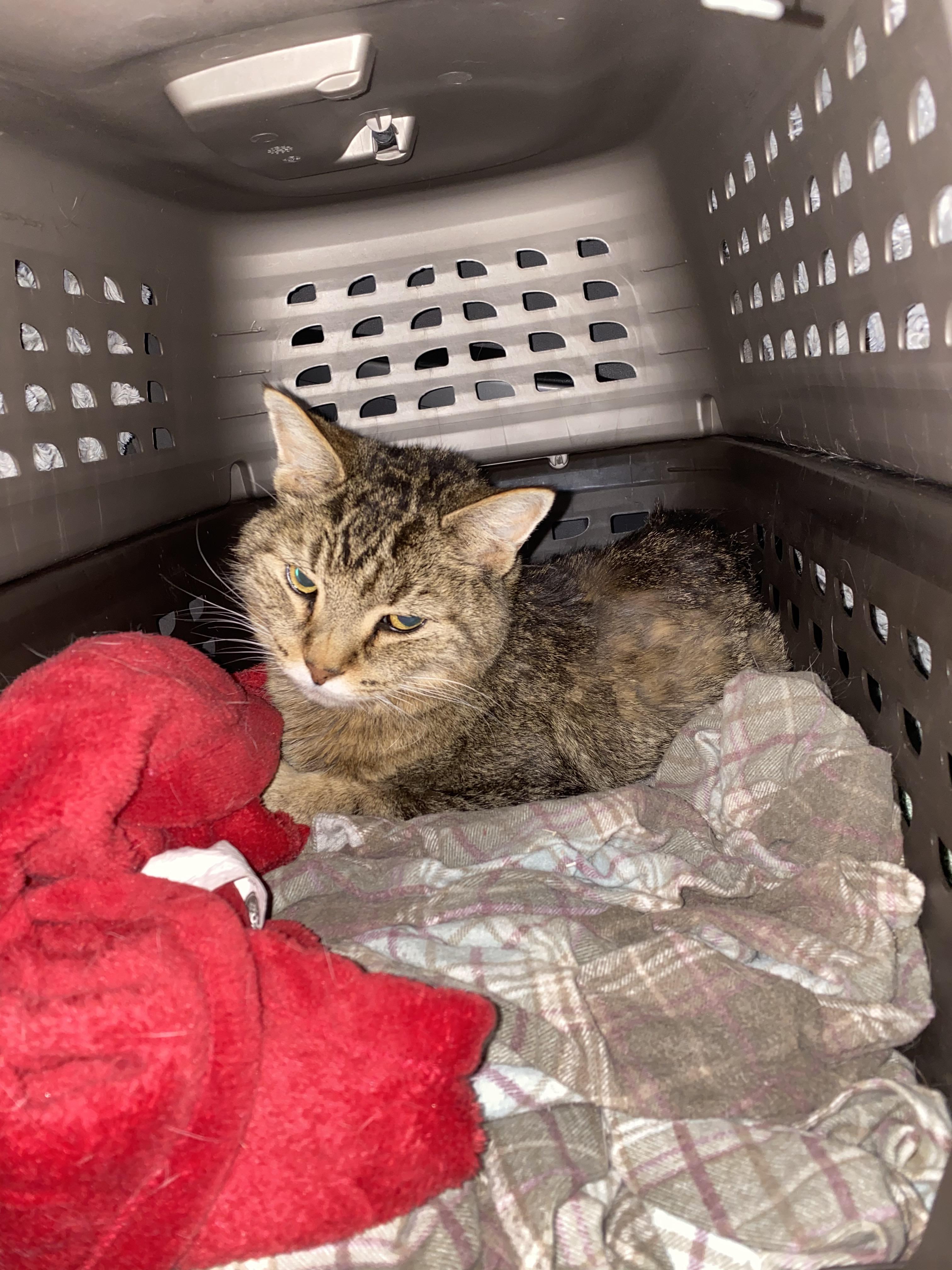 Found this extremely emaciated cat last night, she’s the sweetest thing