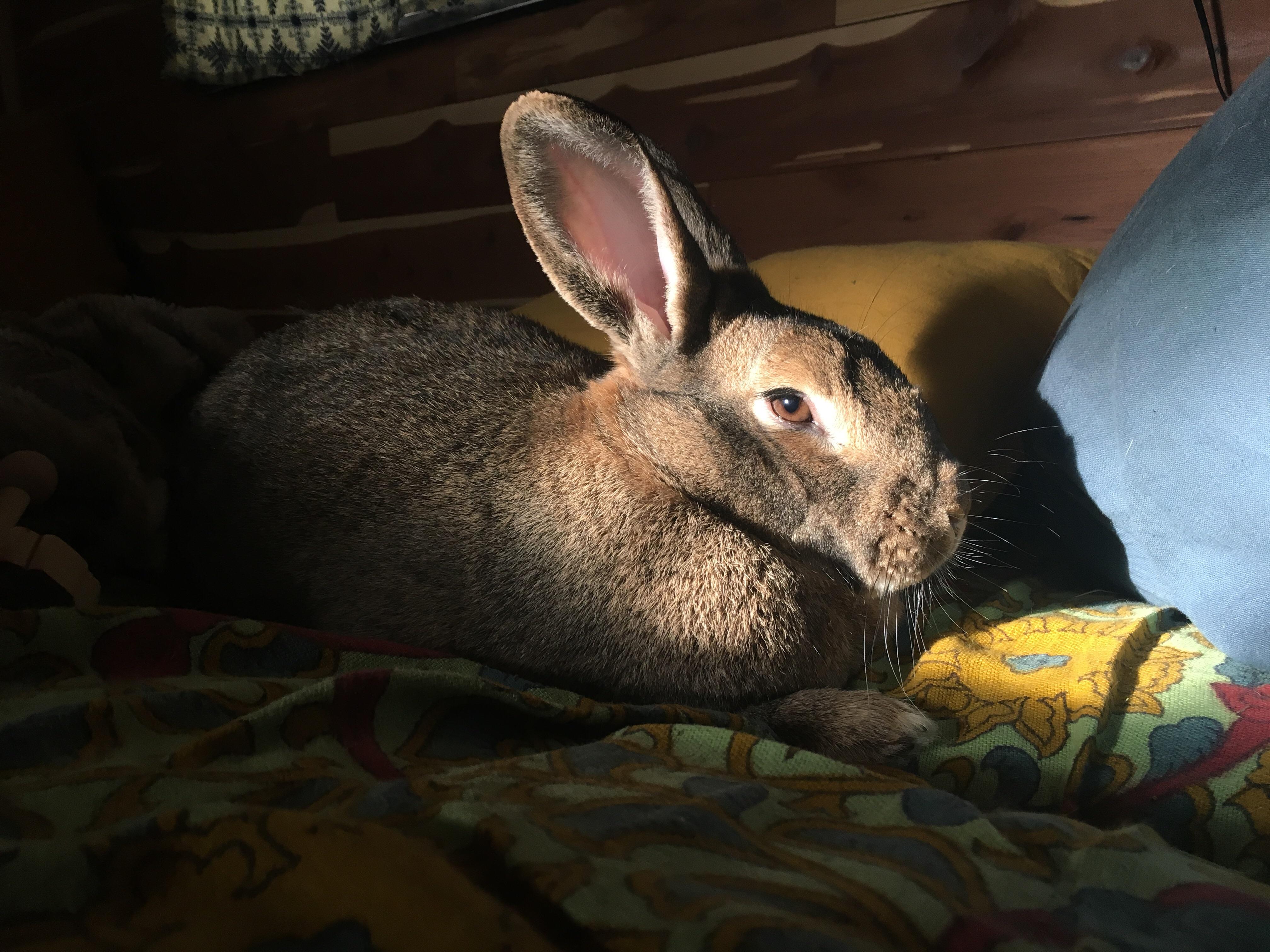 Fezzik, my newly adopted and first ever rabbit! A 4 yr old 10.5lb