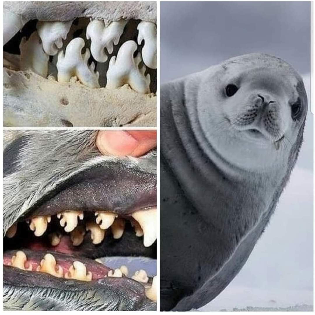 Crabeater seals don’t eat crabs, they eat krill. Crabeater seals have