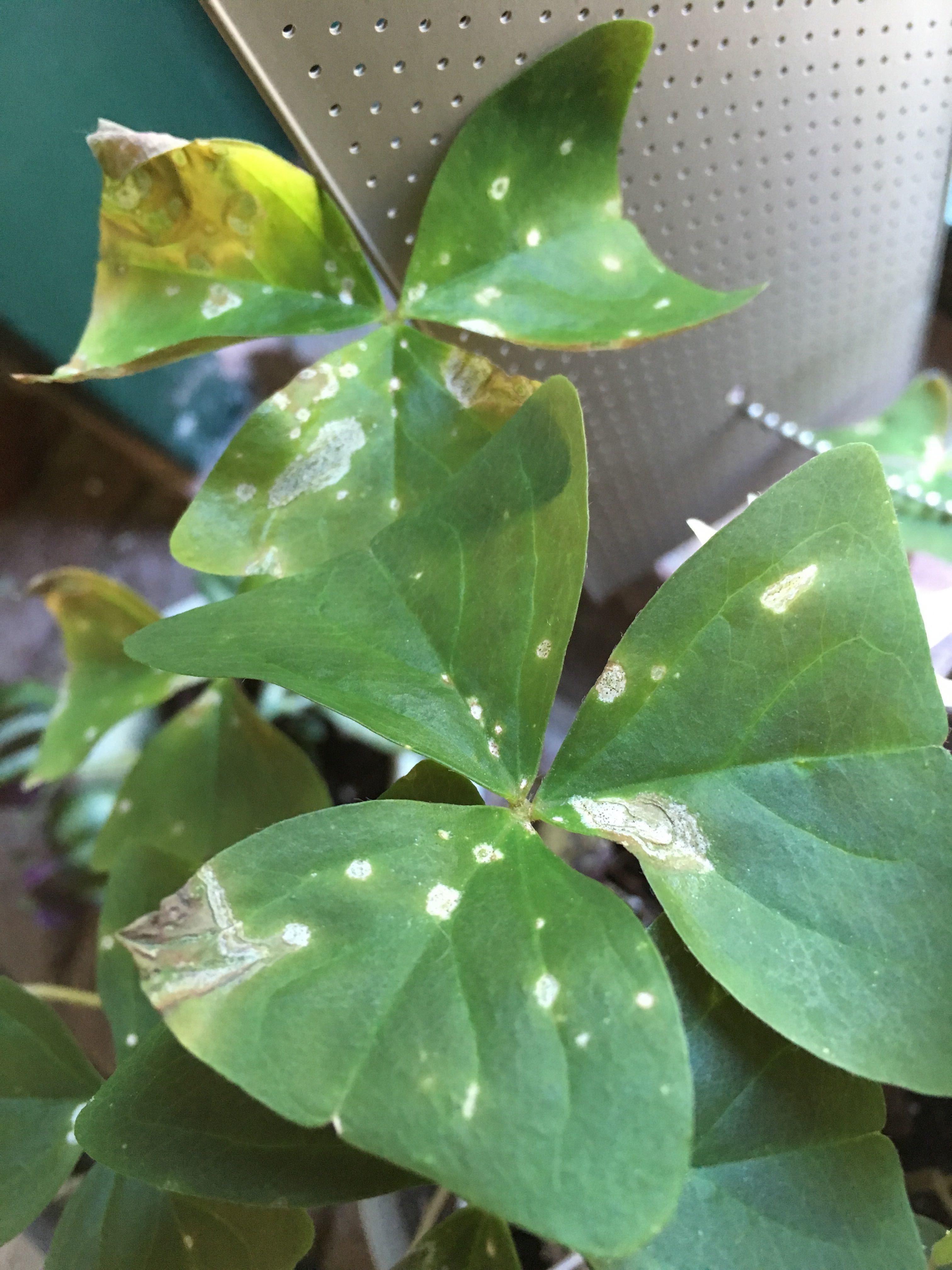 What's wrong with my oxalis? I have multiple pots and they started getting these spots at about