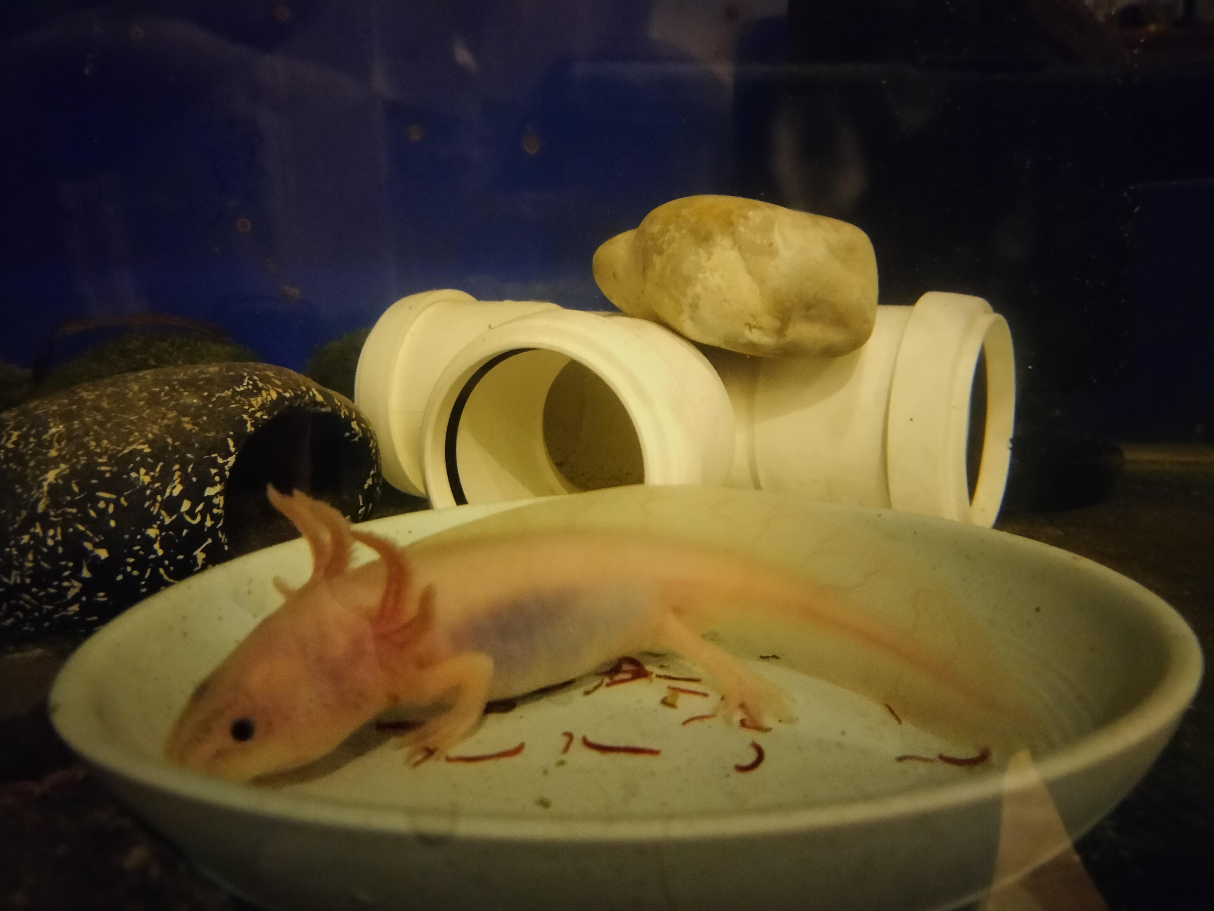 Feeding a juvenile r/axolotls