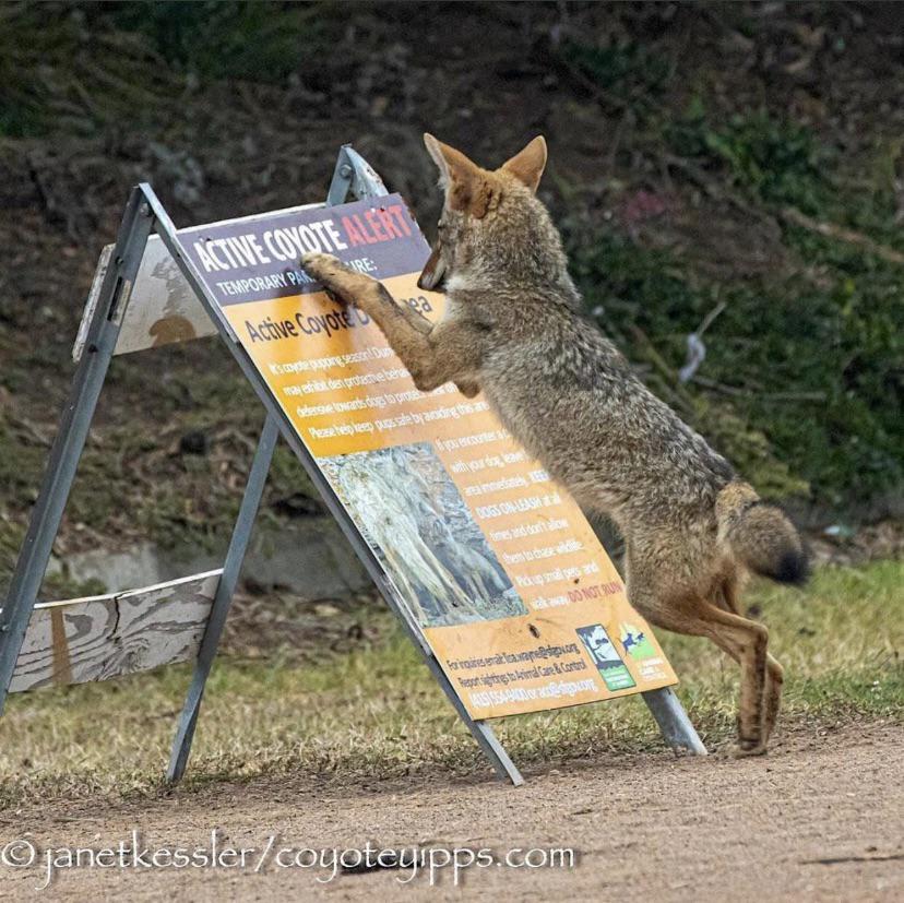 Coyote realizing it’s famous funny
