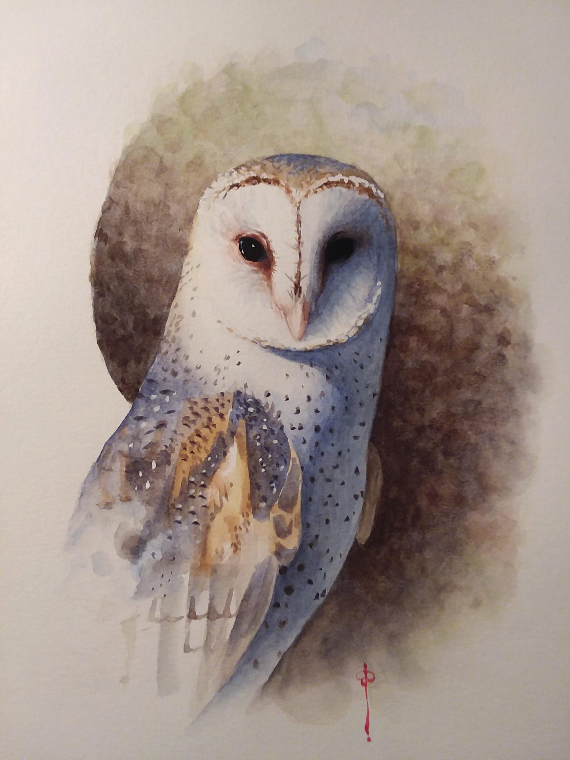 barn owl r/Watercolor