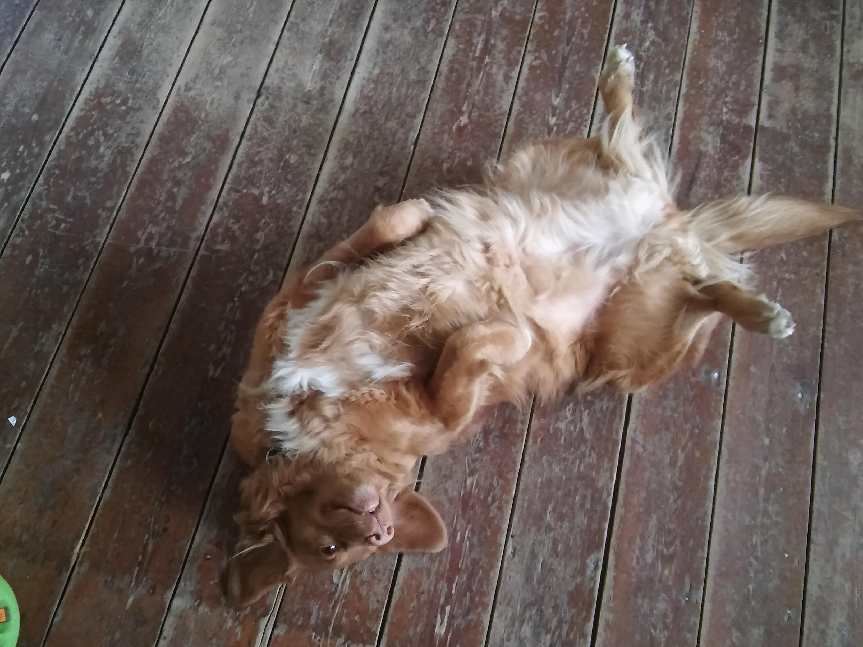 How my dog tells me she want a belly rub. r/WhatsWrongWithYourDog