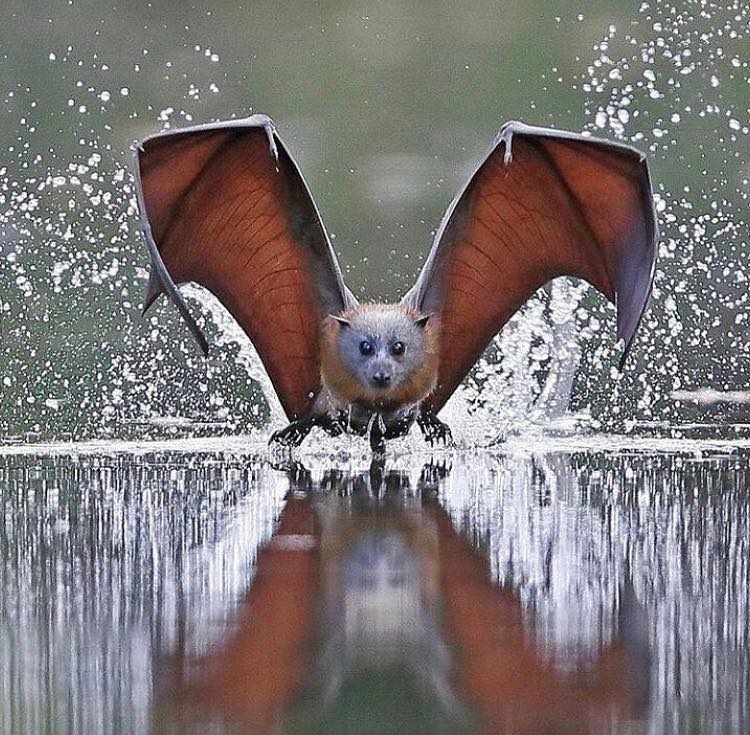 🔥 Flying Fox Bat 🔥 About 65 bat species found on tropical islands from