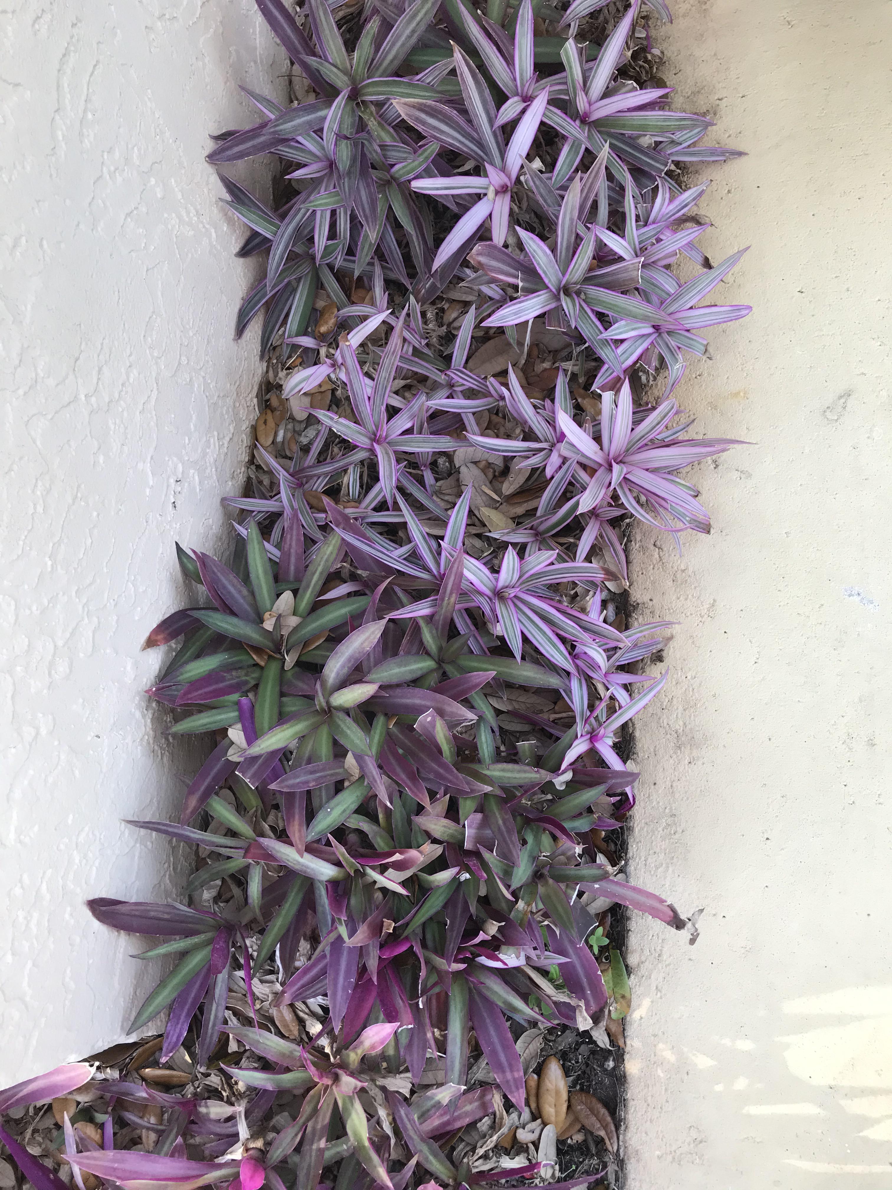 South Florida...I’ve never seen this lowgrowing plant before...I’d