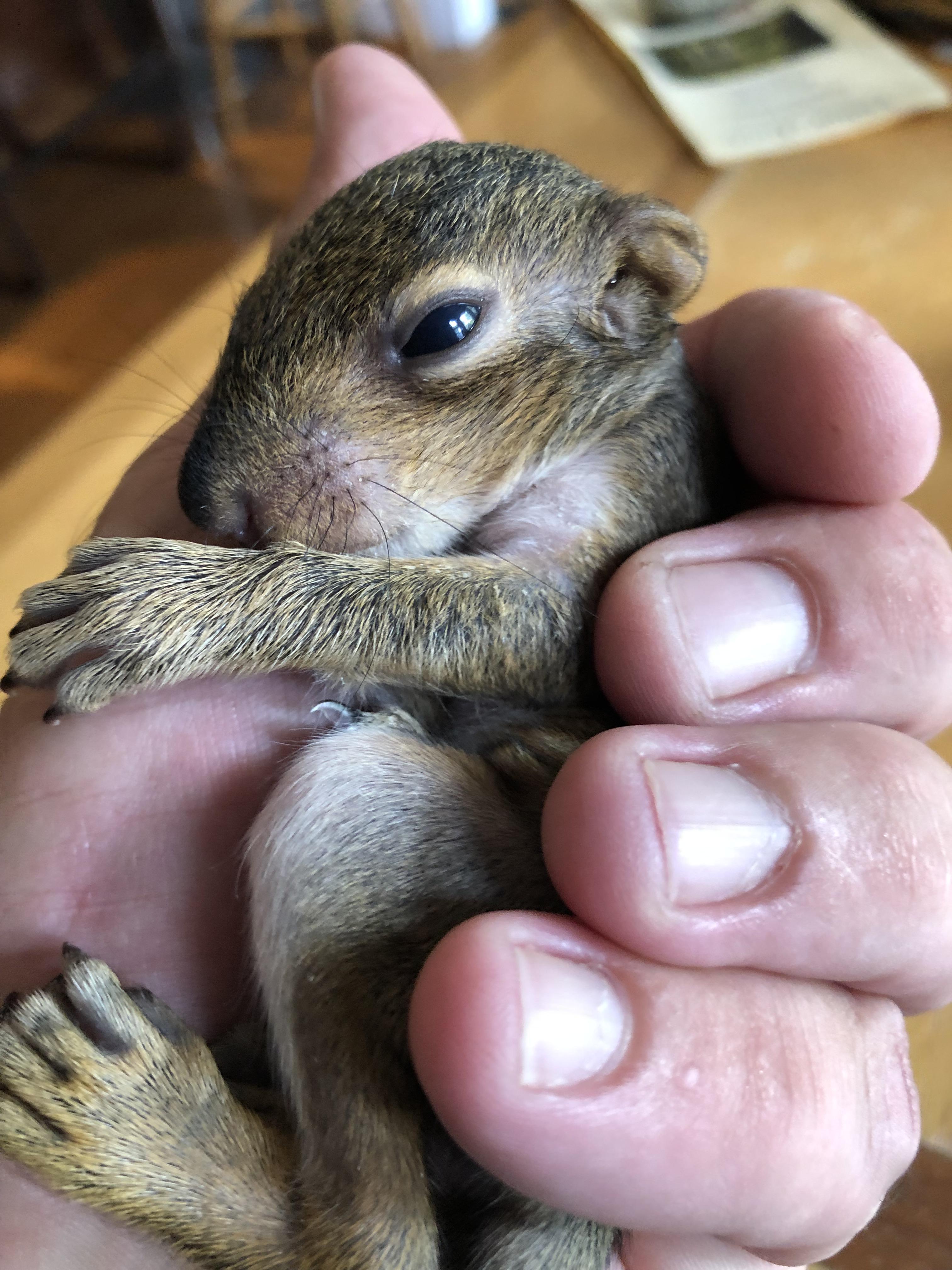 Hammy update. One eye open this morning. r/squirrels