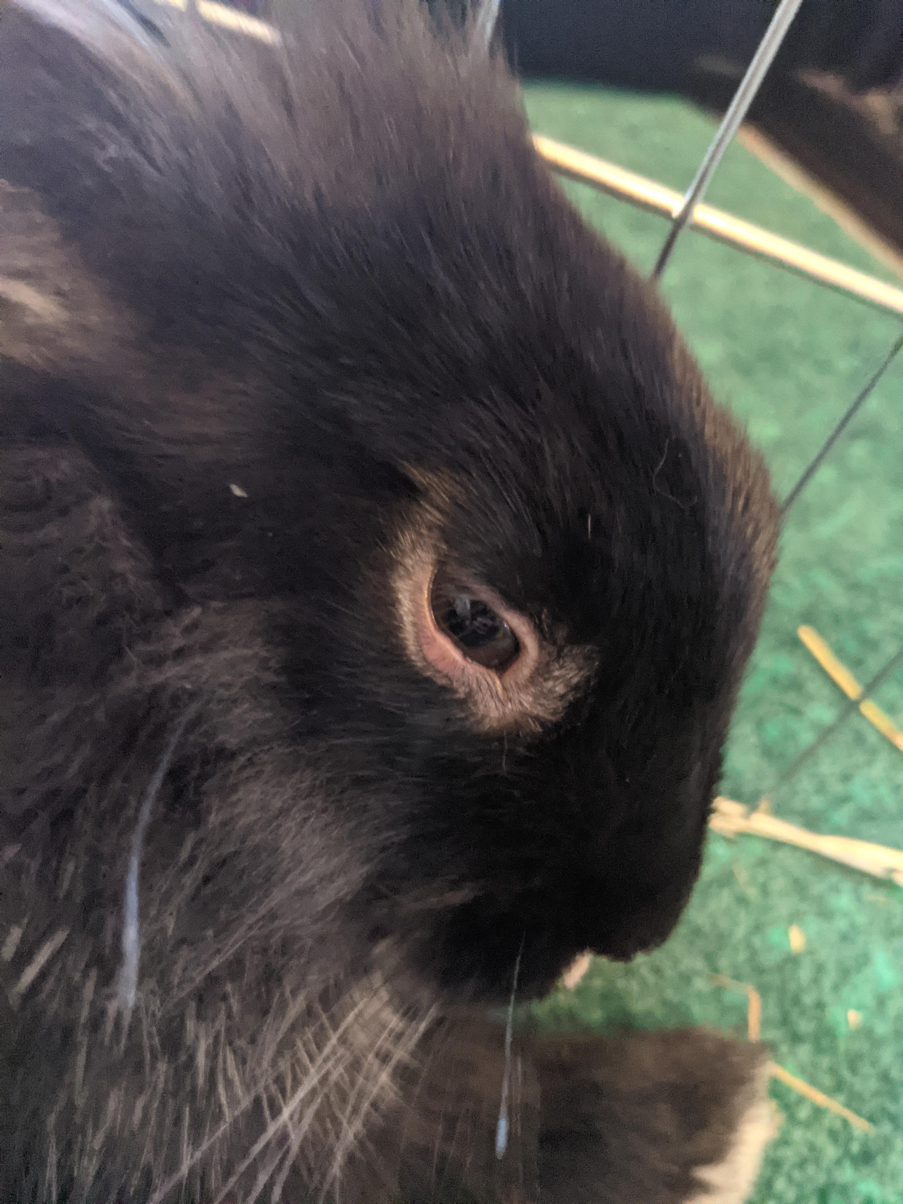 My rabbits eye is a little swollen underneath. Does anyone know what