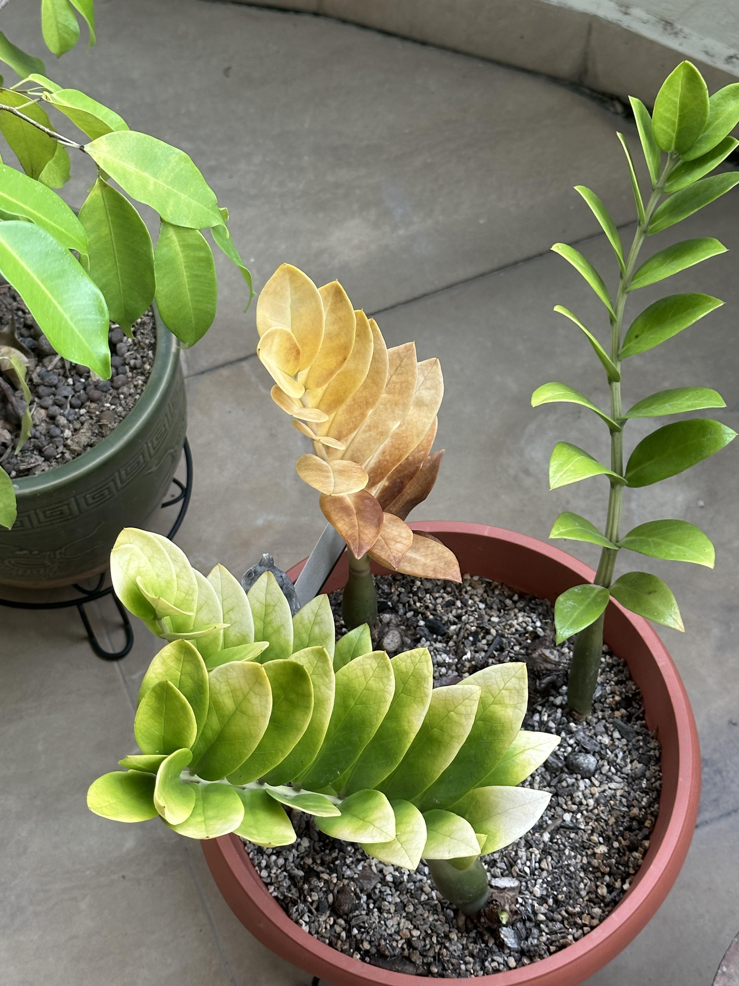 Is my zz plant dying 😭 r/plantclinic