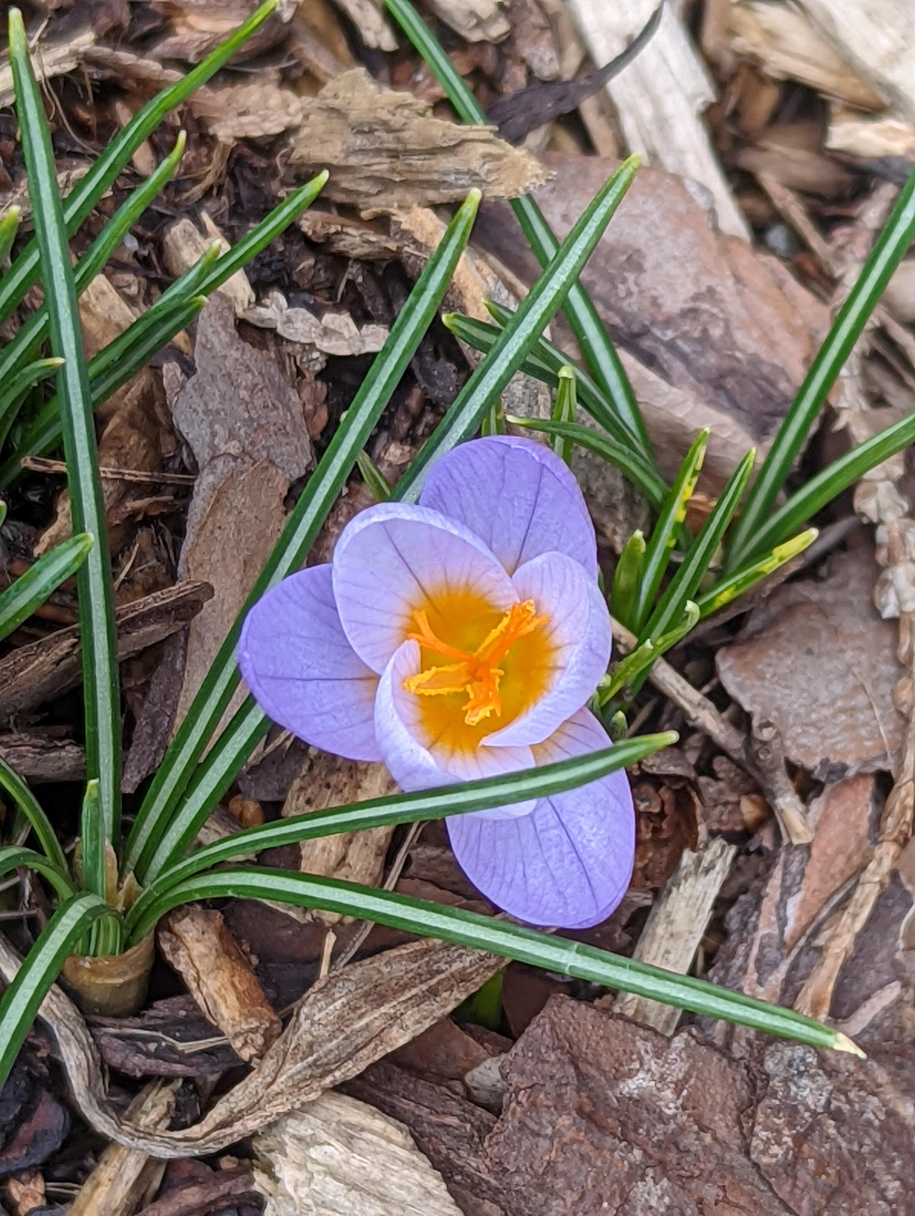 I love these little first flowers of spring popping up, zone 6b gardening