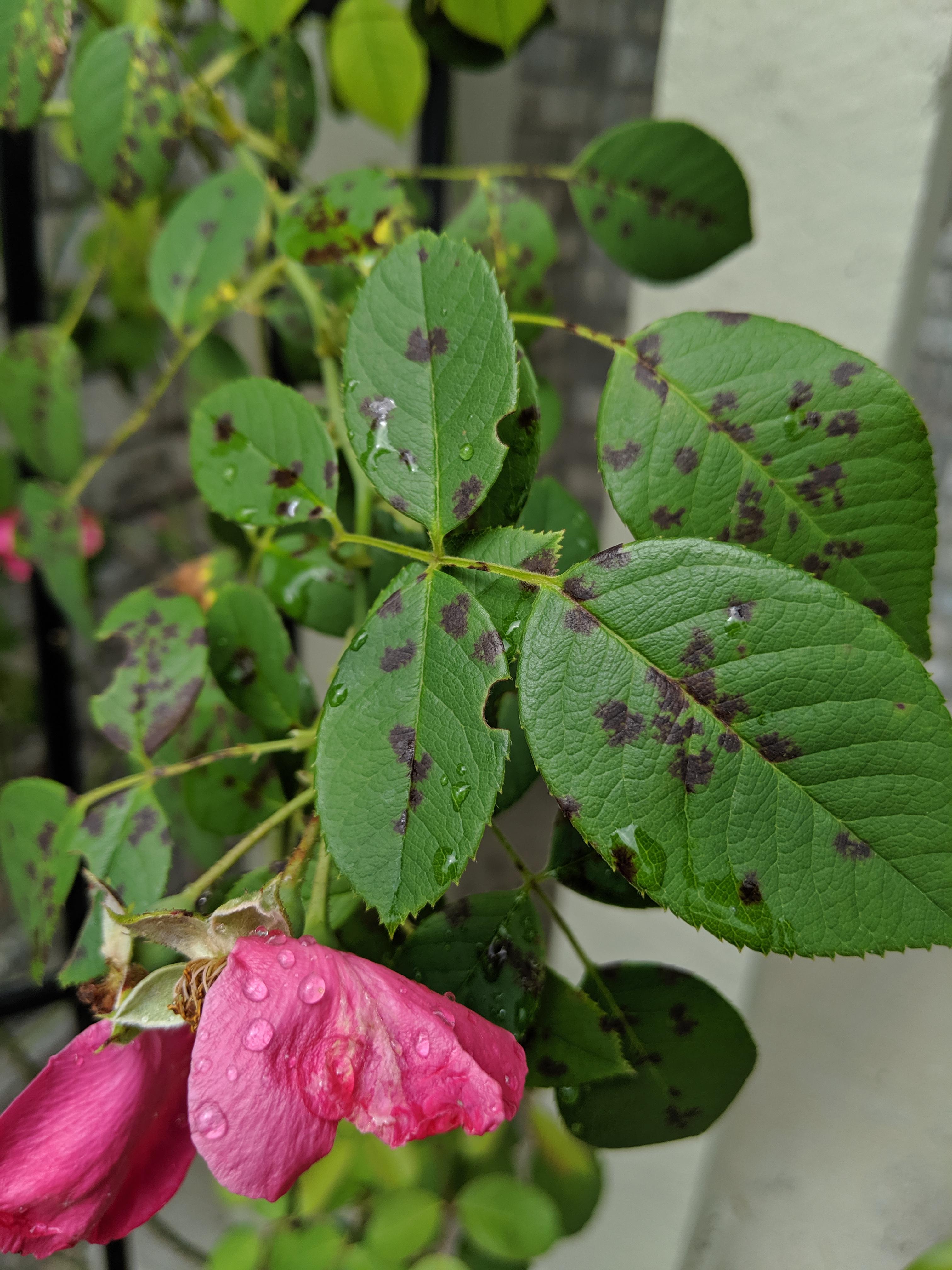 What's killing my creeping rose? This shows up a few weeks after bloom