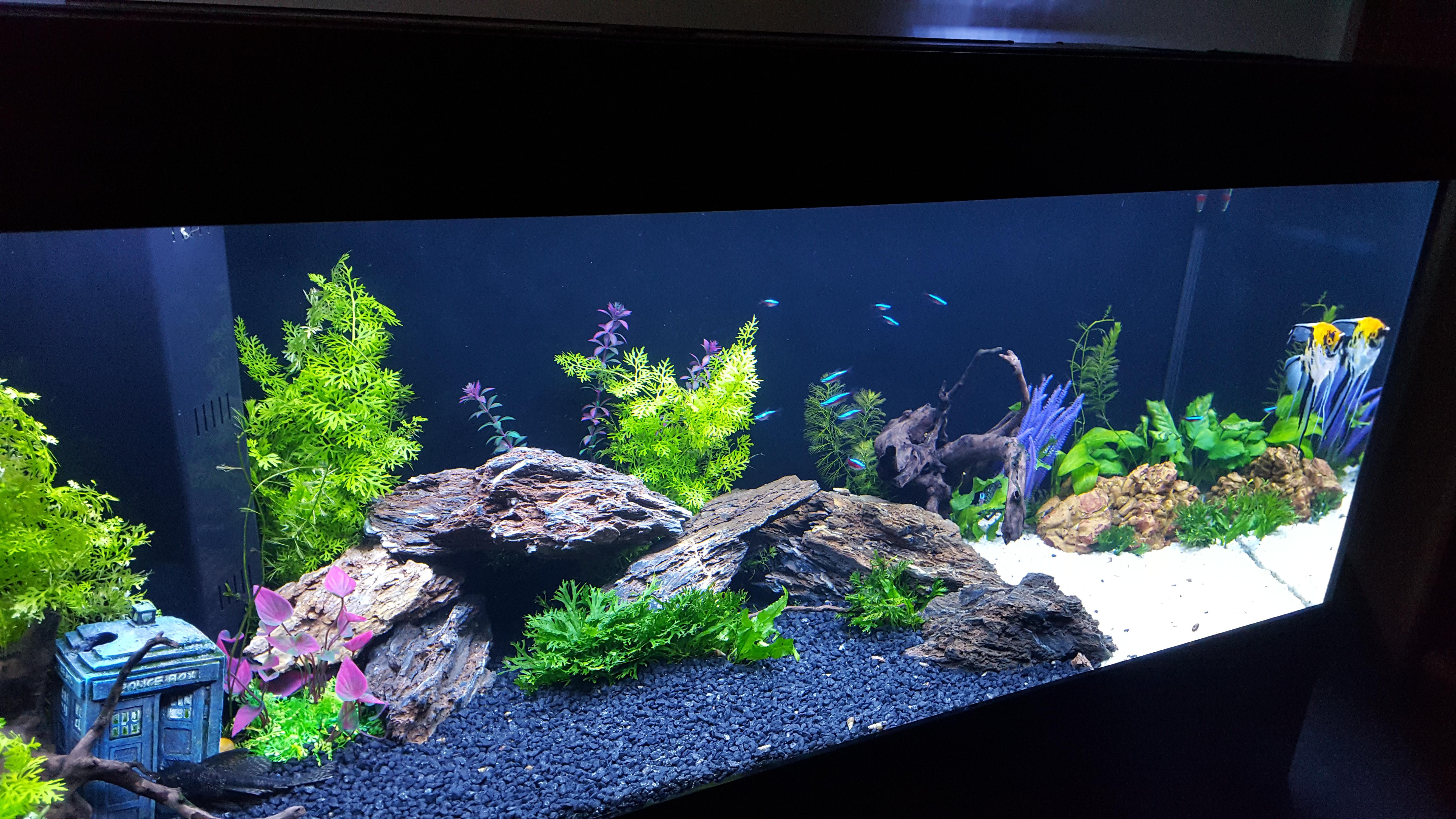 So stoked to finally have my own 4ft tank! (240L/60G) Comments